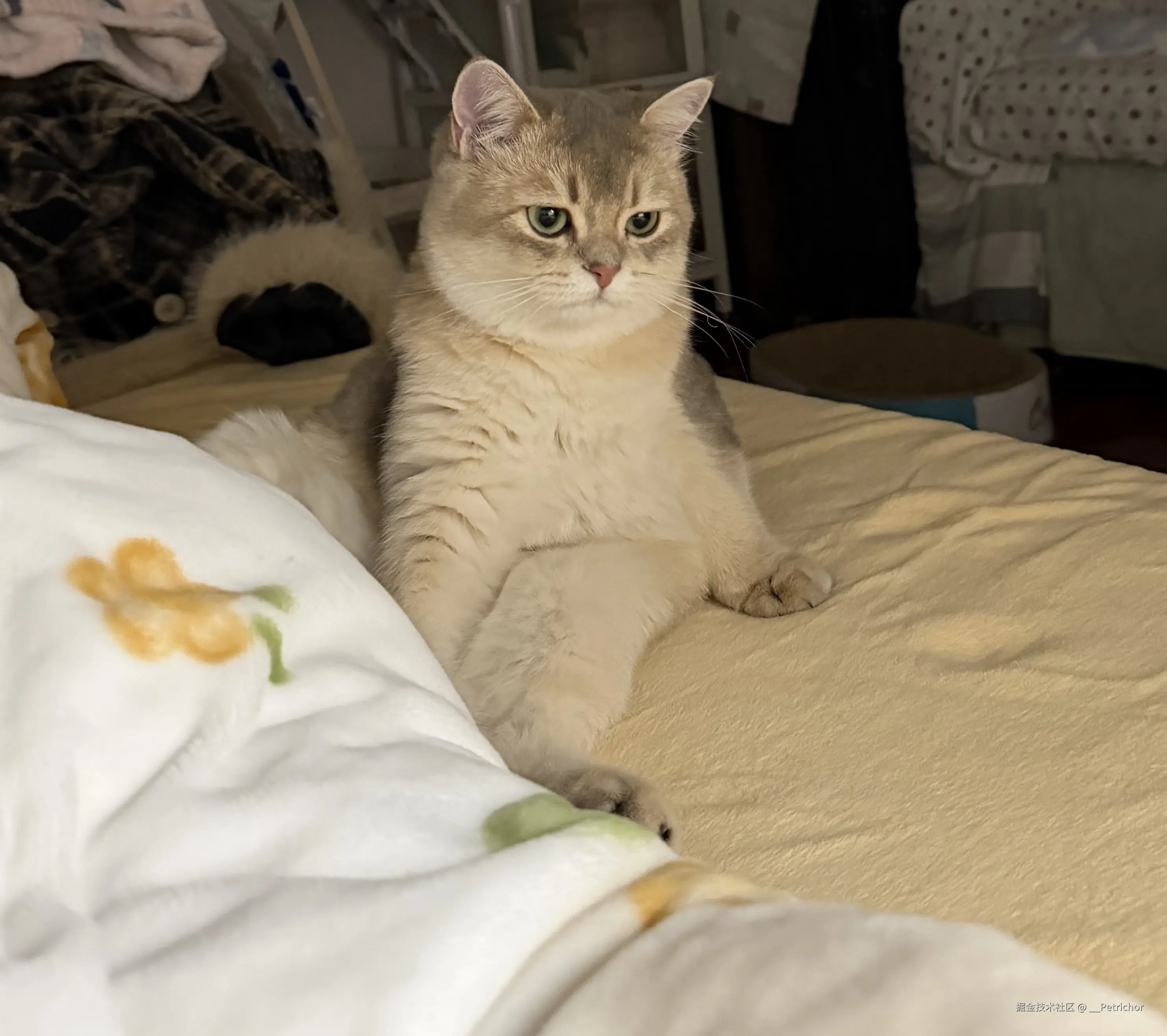 __Petrichor于2026-01-23 14:45发布的图片