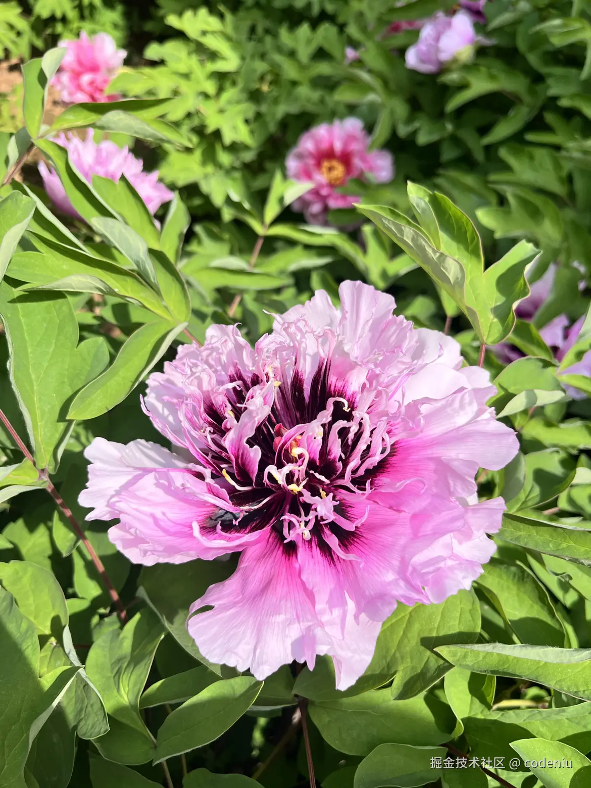 codeniu于2026-04-14 09:40发布的图片