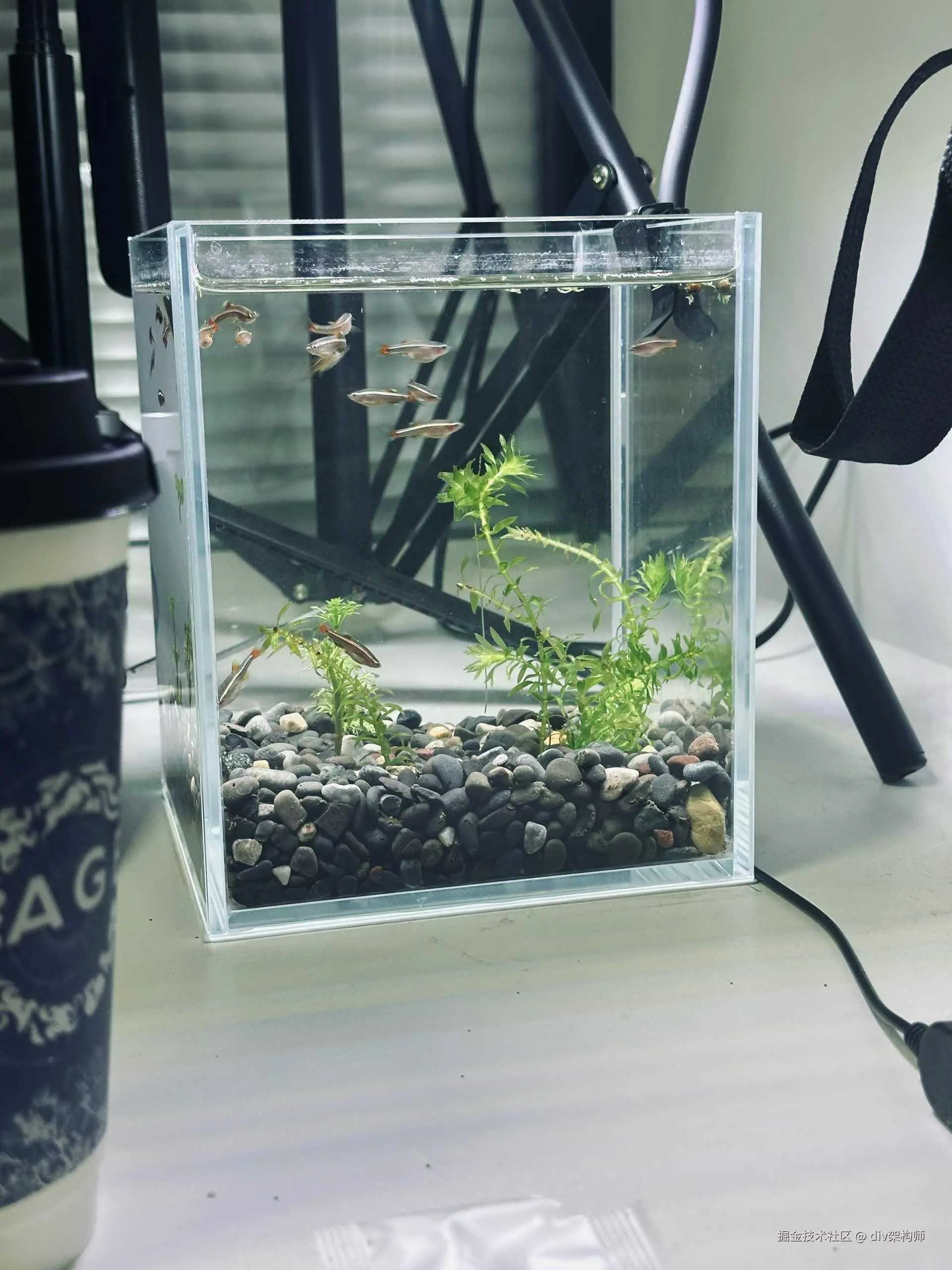 div架构师于2026-01-19 10:49发布的图片