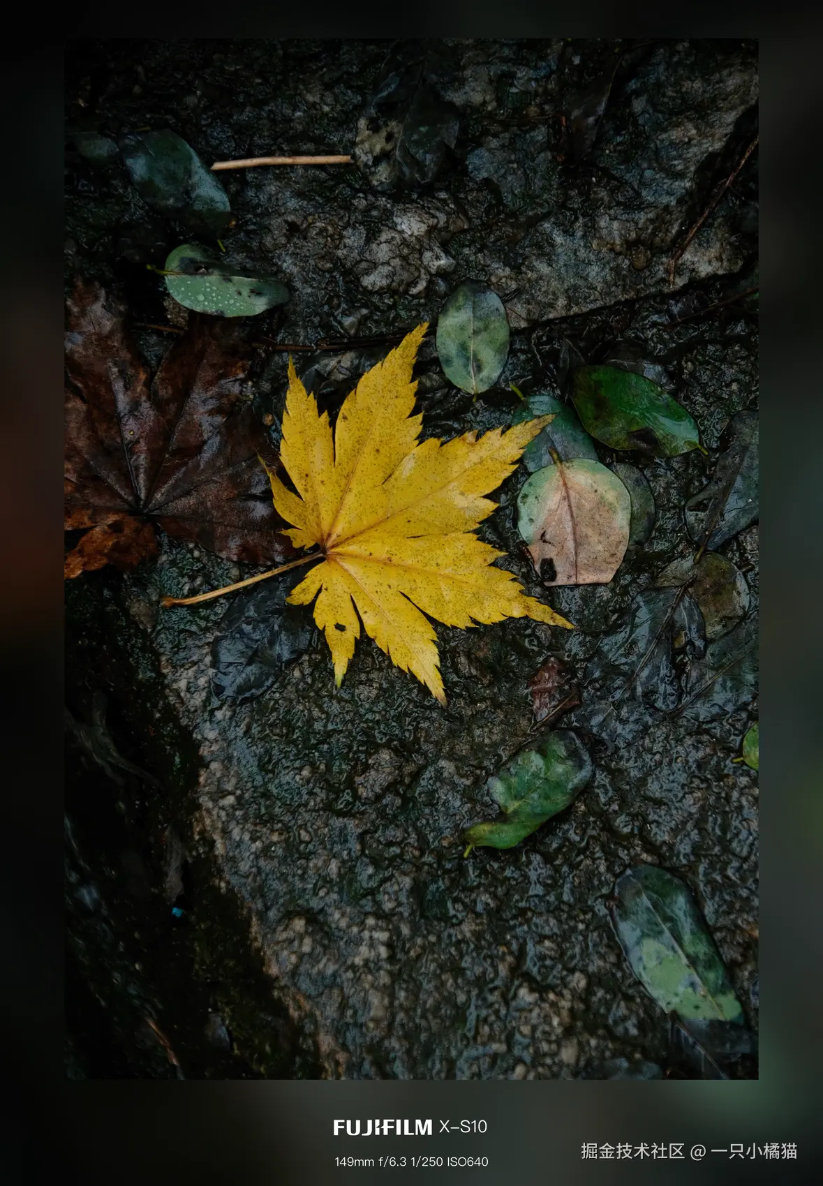 一只小橘猫于2025-10-17 12:00发布的图片