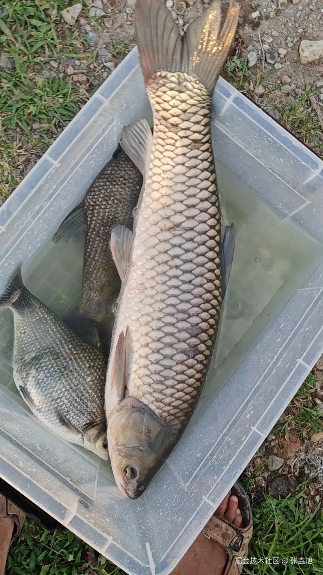 张鑫旭于2025-08-04 11:15发布的图片