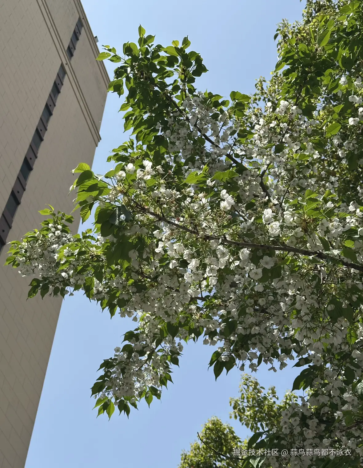 蒜鸟蒜鸟都不泳衣于2026-04-11 09:16发布的图片