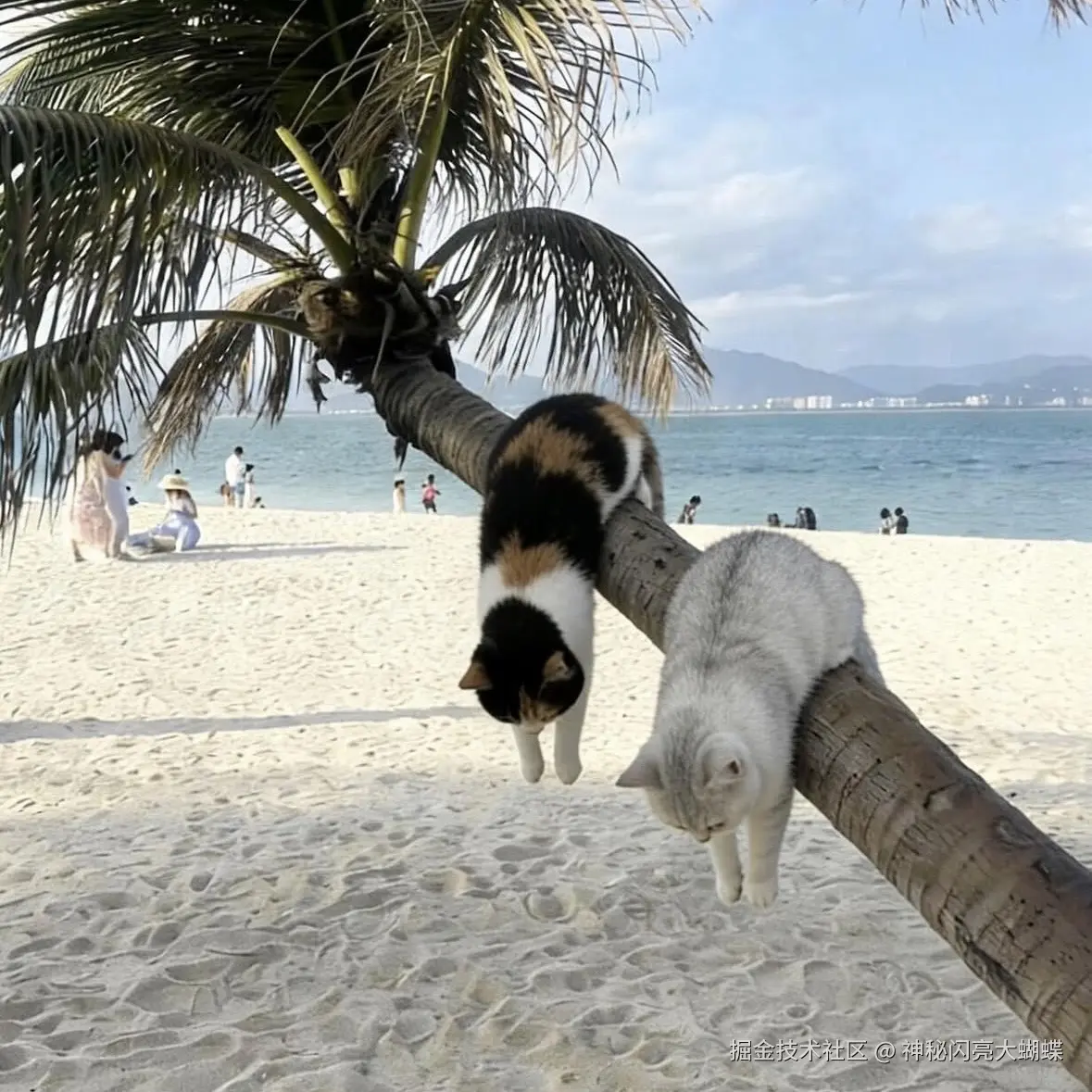 神秘闪亮大蝴蝶于2026-04-08 13:40发布的图片