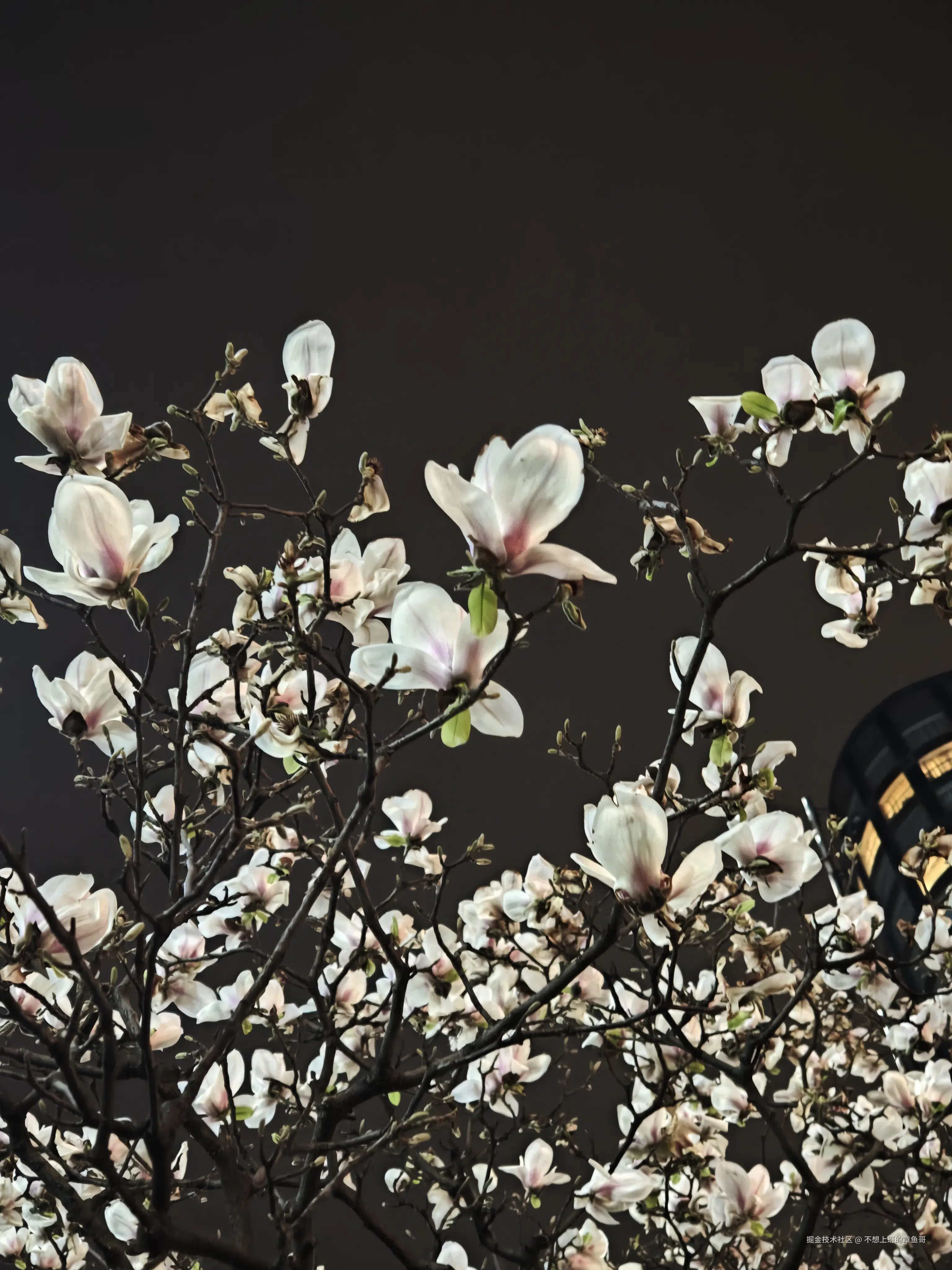 不想上班的章鱼哥于2025-03-21 15:03发布的图片