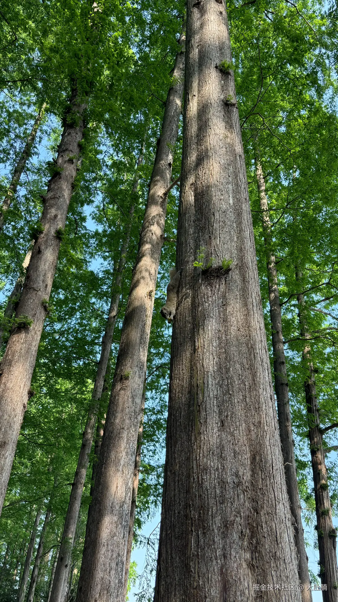 大肚腩于2026-04-20 13:45发布的图片