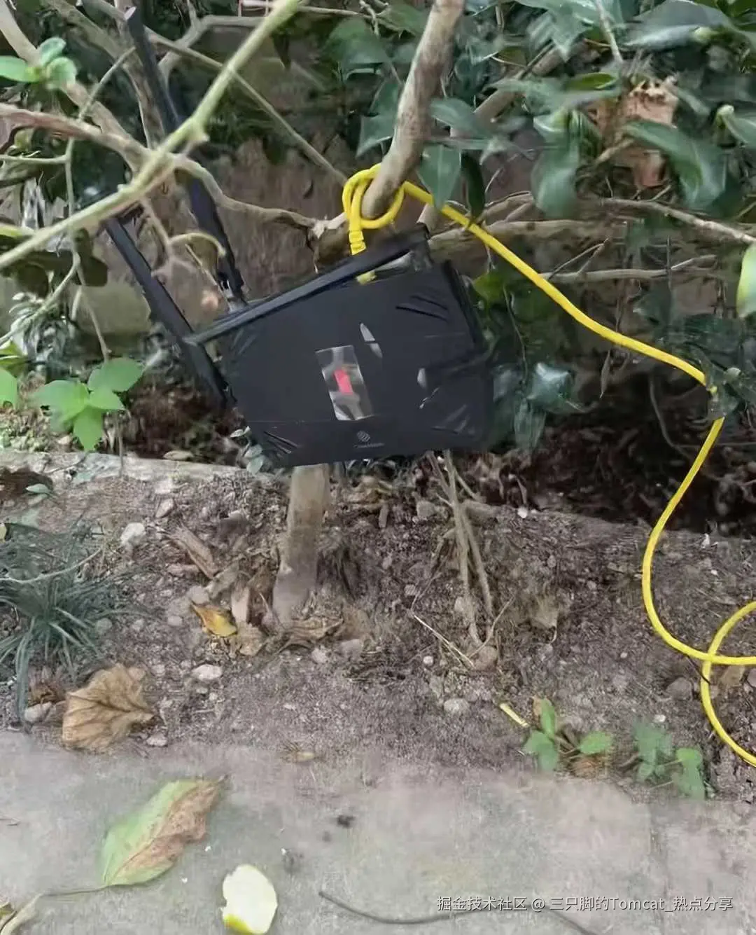 三只脚的Tomcat_热点分享于2025-11-13 17:34发布的图片