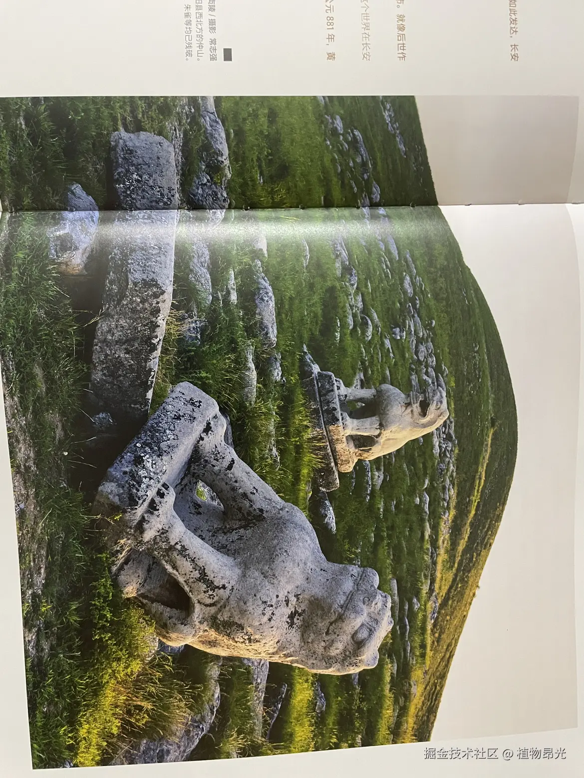 植物昂光于2026-04-01 20:37发布的图片