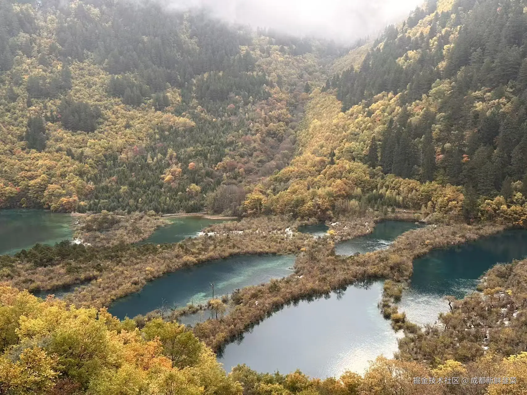 成都新鲜韭菜于2025-11-03 02:42发布的图片