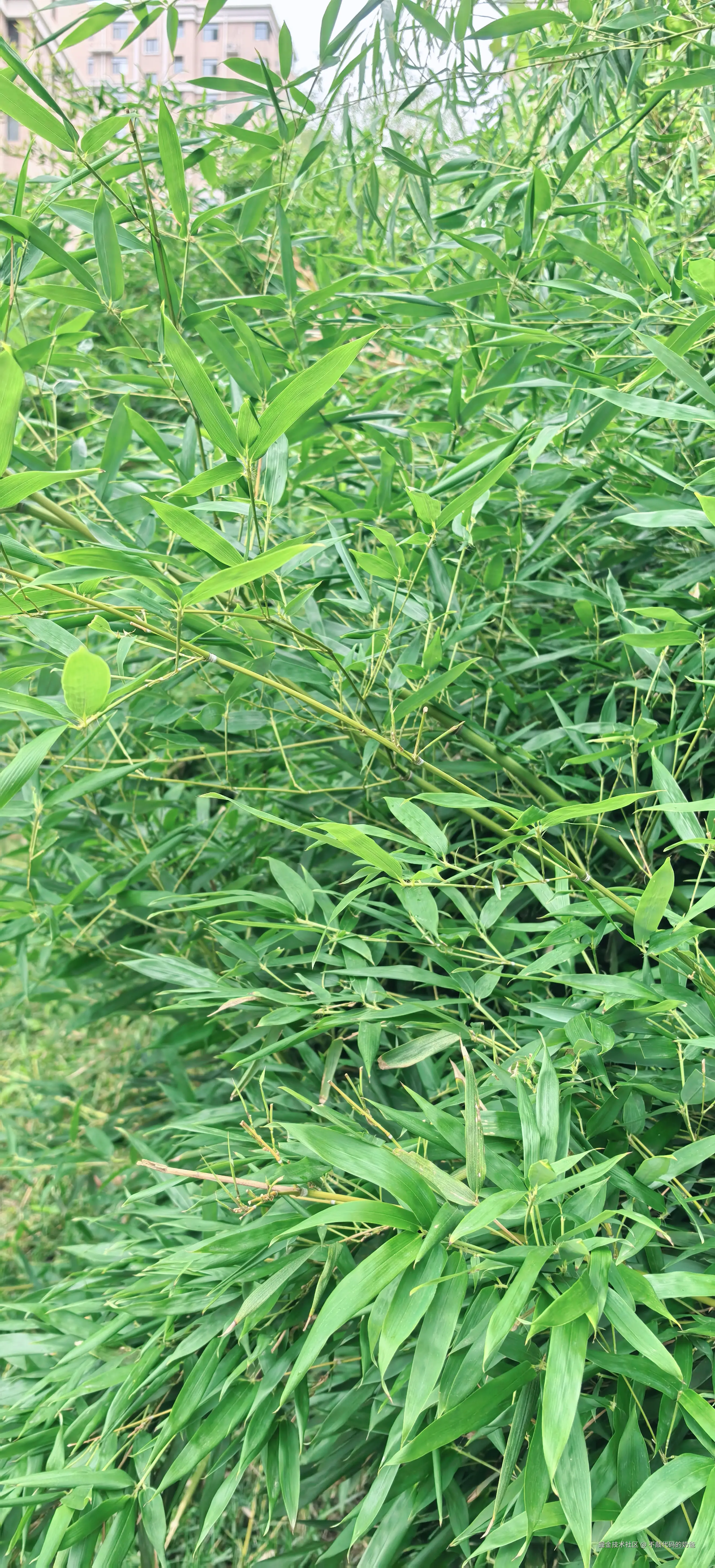 不敲代码的奶爸于2024-08-25 16:49发布的图片