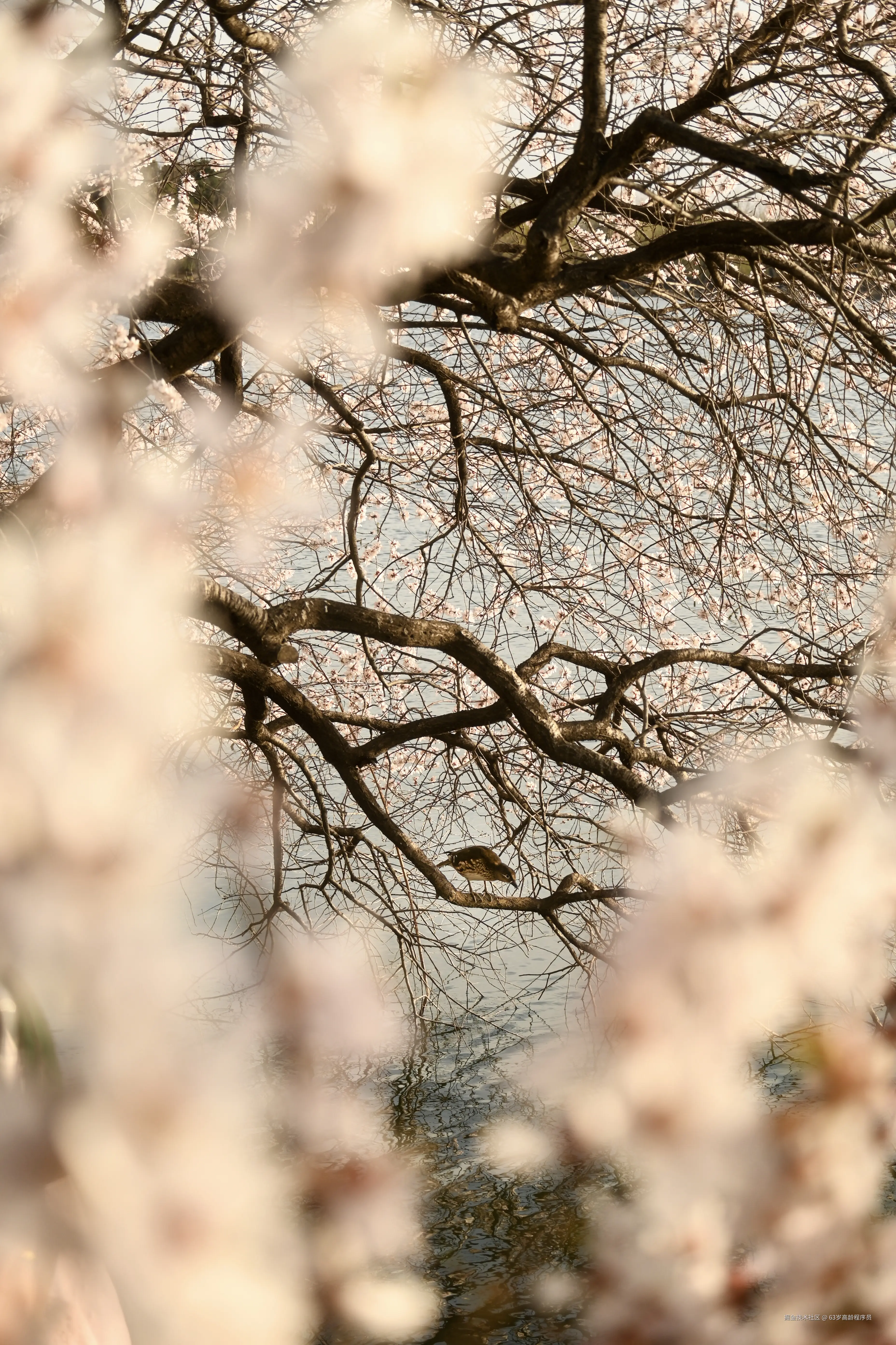 63岁高龄程序员于2026-03-23 16:32发布的图片