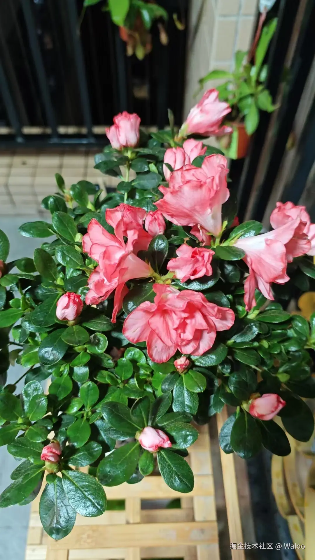 Waloo于2024-08-12 20:28发布的图片