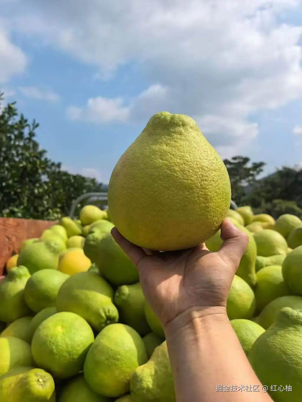 红心柚于2025-11-25 17:38发布的图片