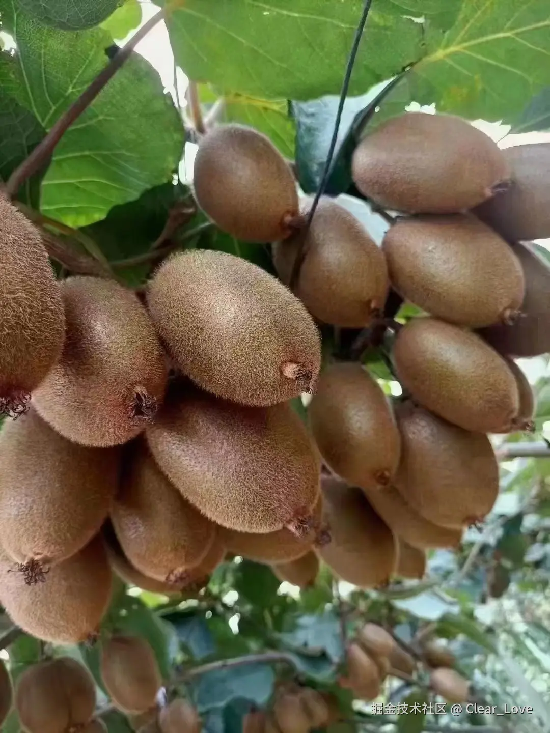 Clear_Love于2024-08-27 16:03发布的图片