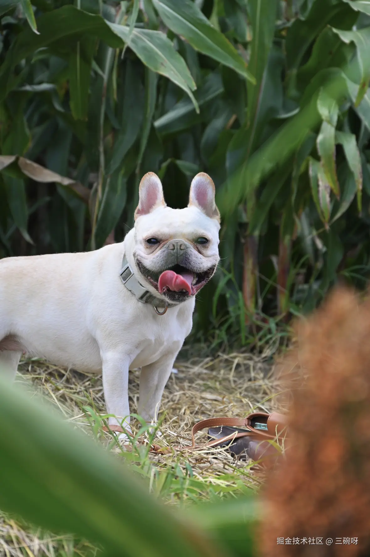 三碗呀于2025-09-15 11:29发布的图片