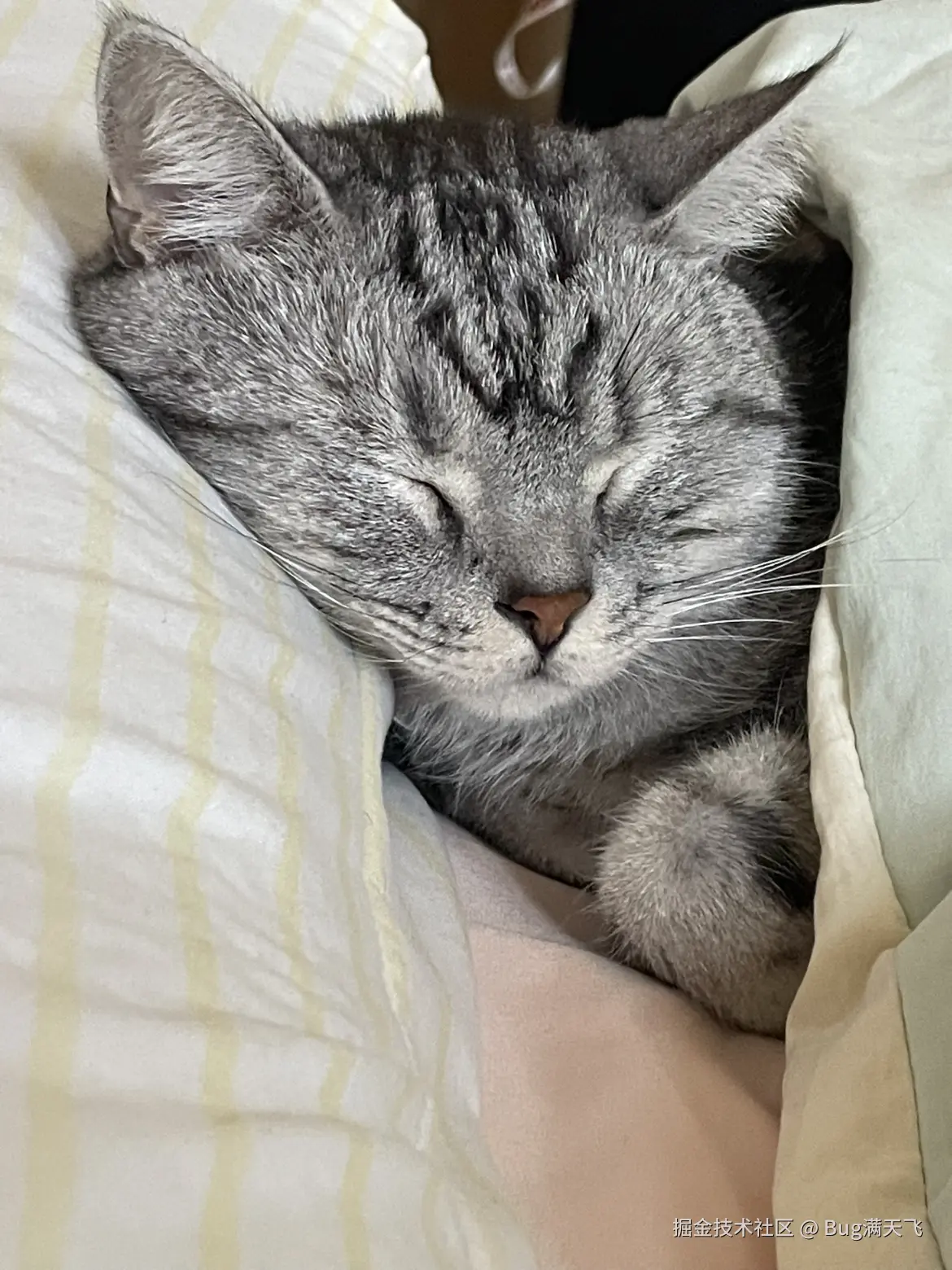 Bug满天飞于2024-10-09 16:13发布的图片