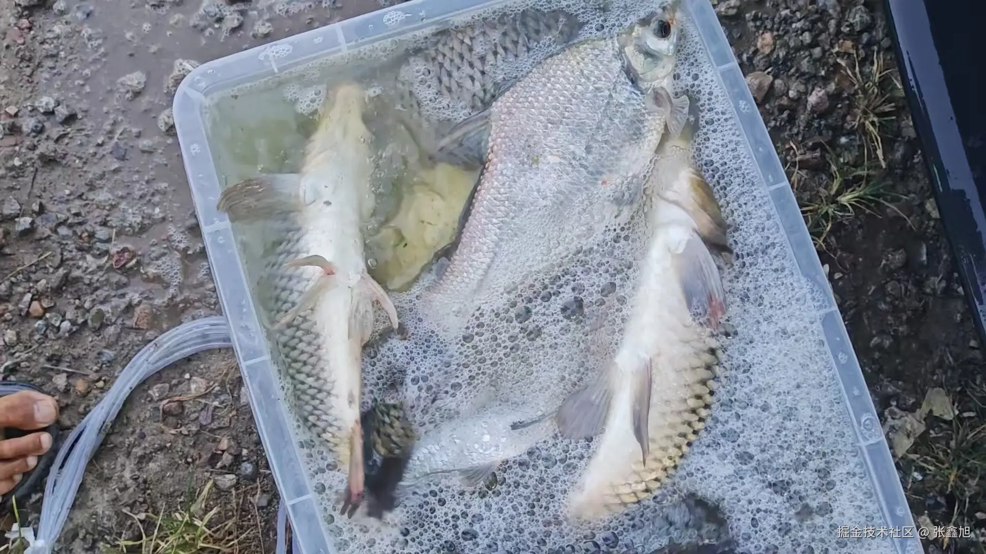 张鑫旭于2025-08-28 13:57发布的图片