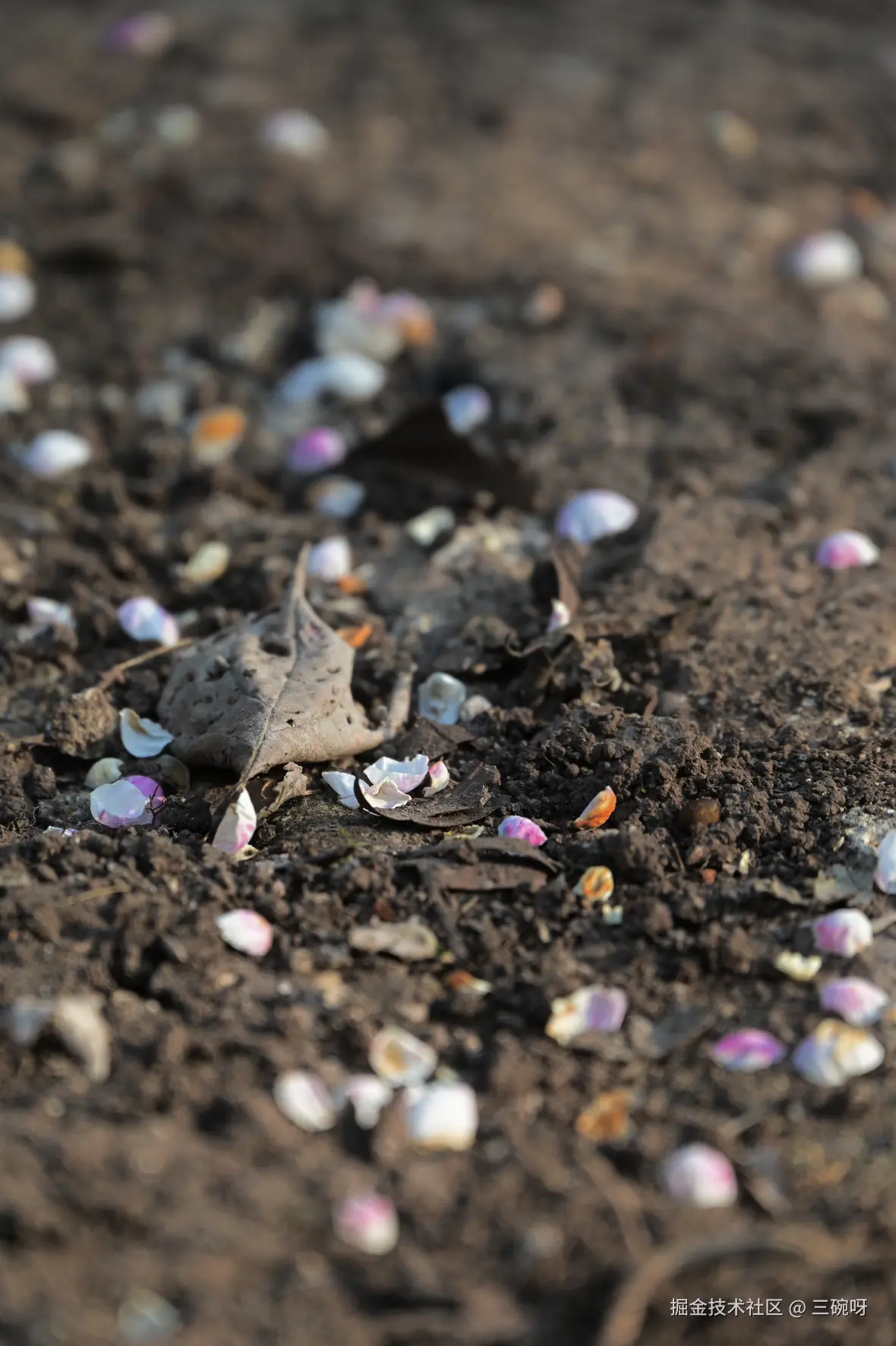 三碗呀于2026-01-22 06:56发布的图片