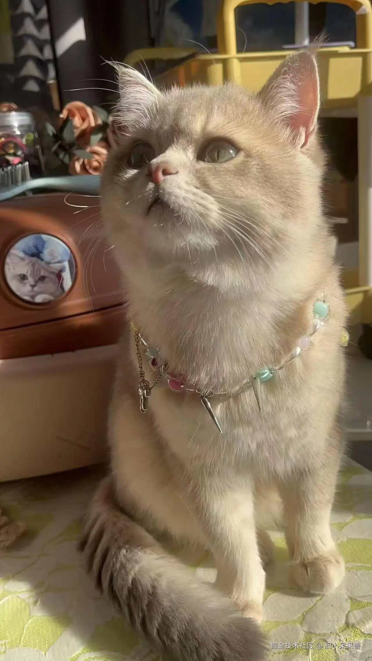 胆小呆呆兽于2026-02-28 09:38发布的图片