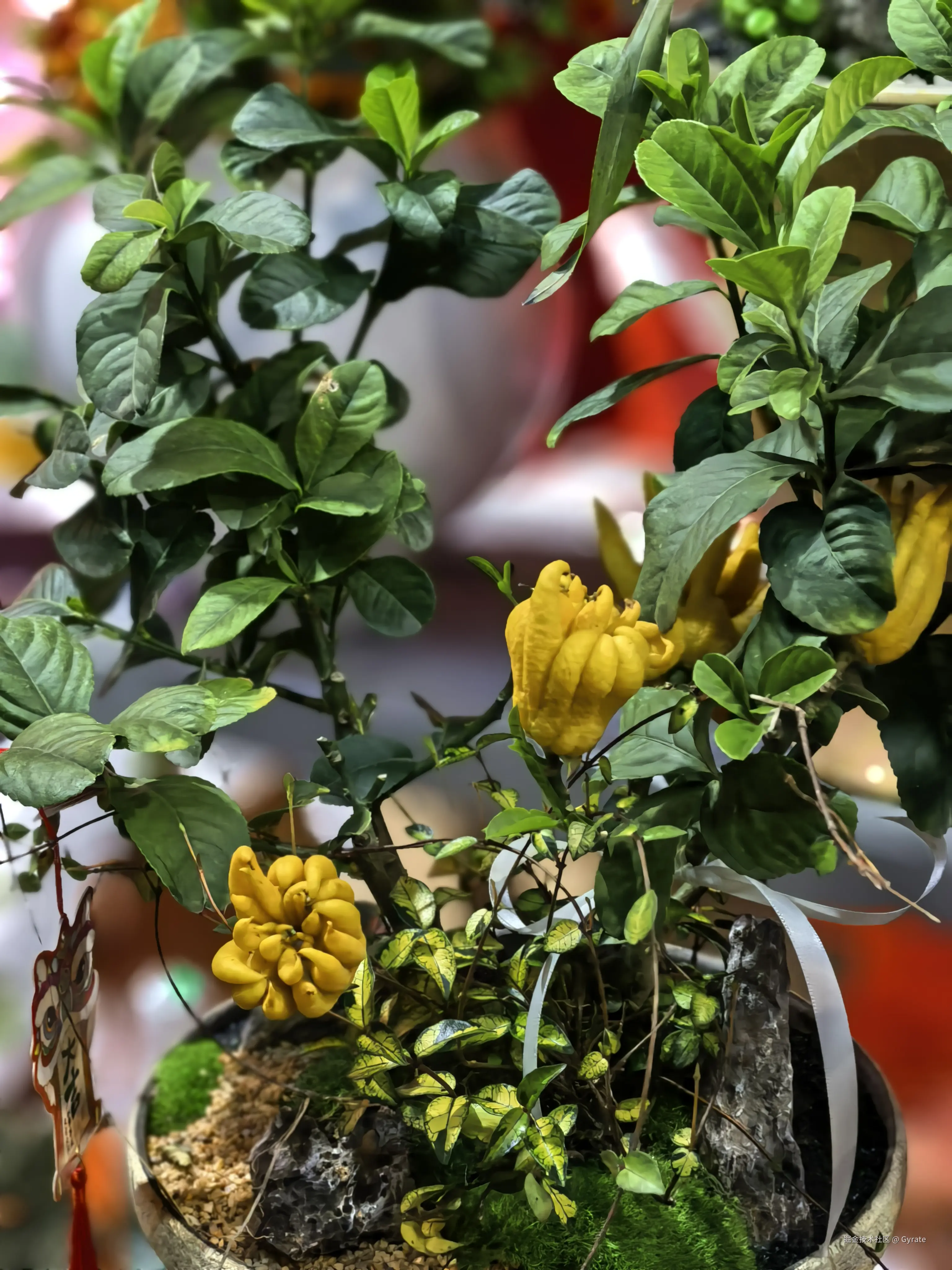 Gyrate于2026-02-13 09:58发布的图片