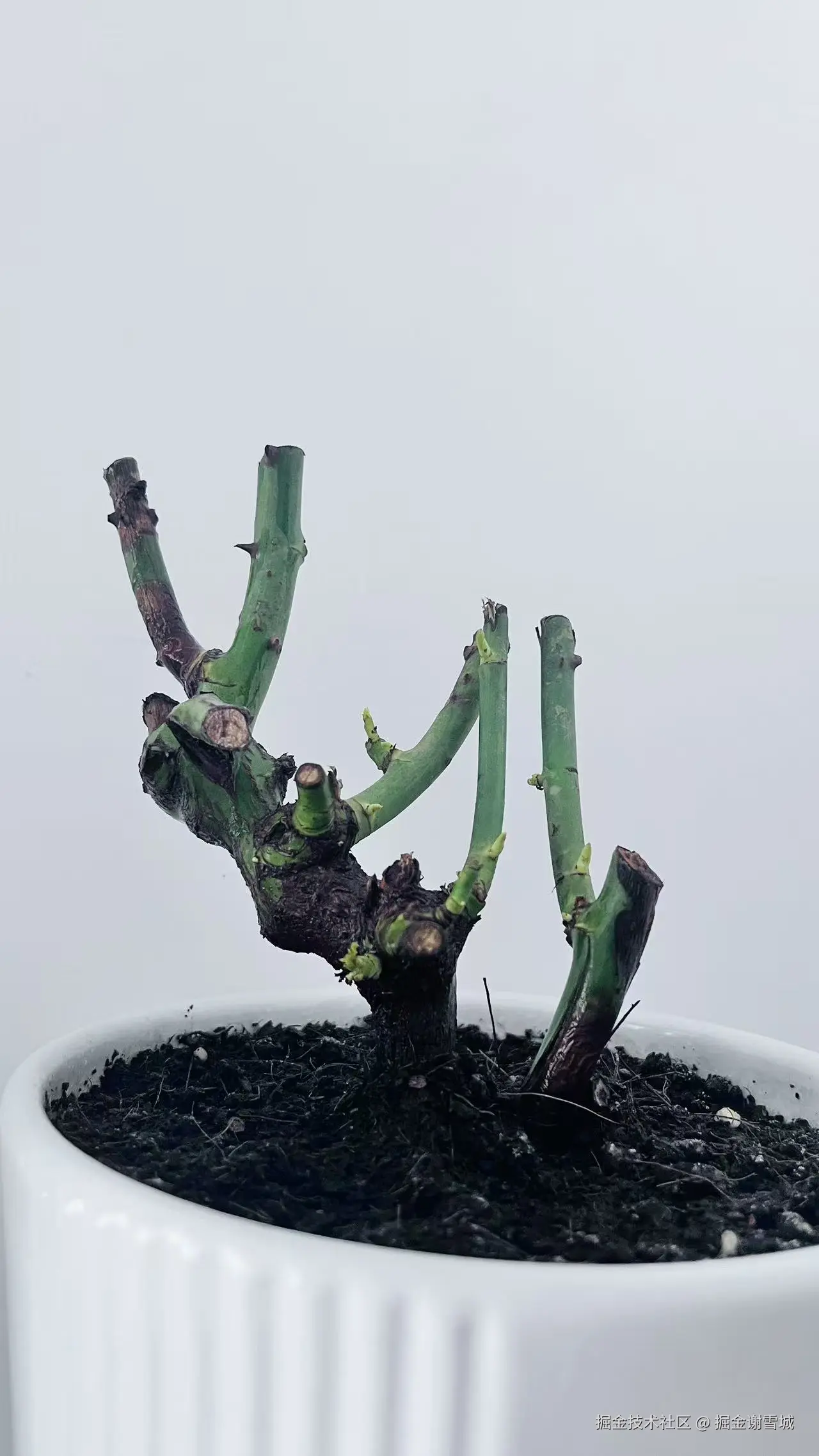 掘金谢雪城于2026-02-03 14:01发布的图片