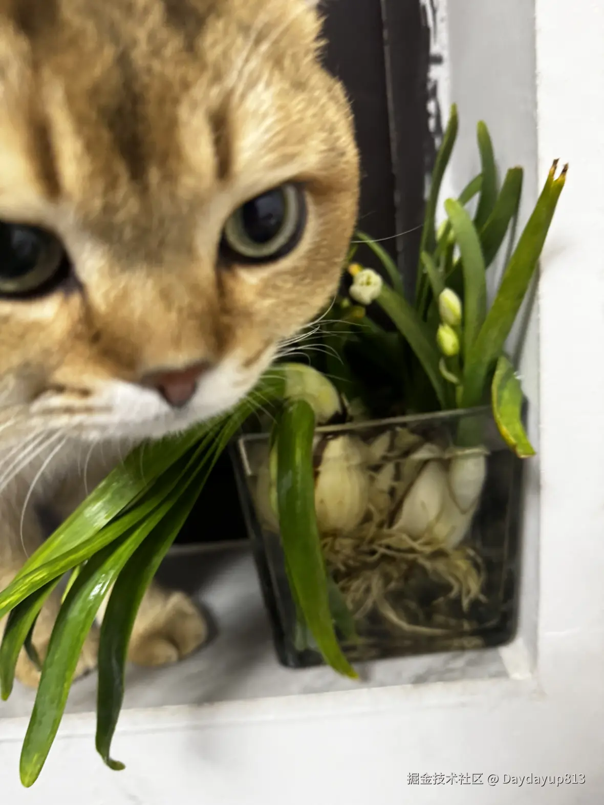 Daydayup813于2025-02-18 21:04发布的图片