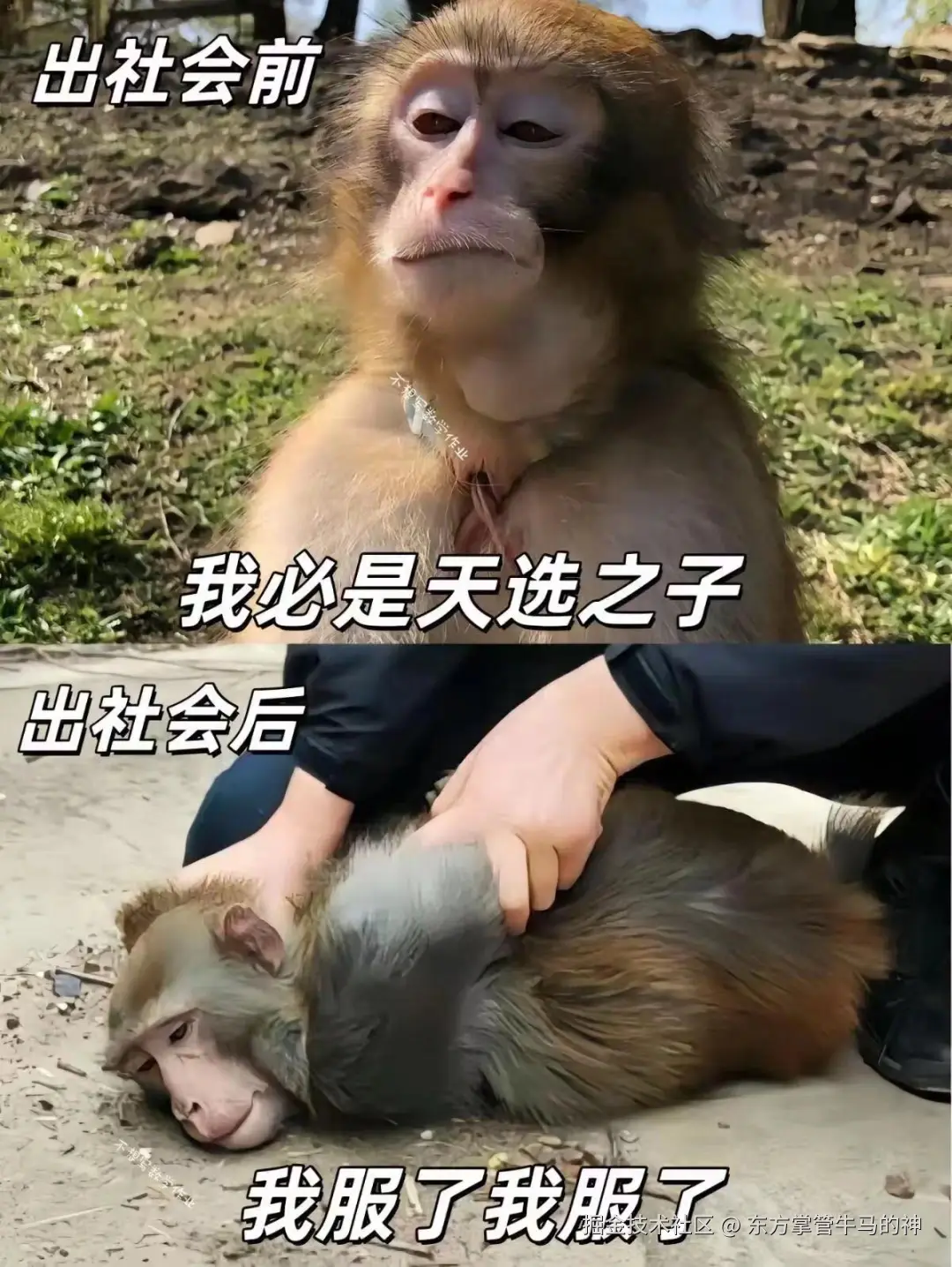 东方掌管牛马的神于2024-07-30 16:50发布的图片