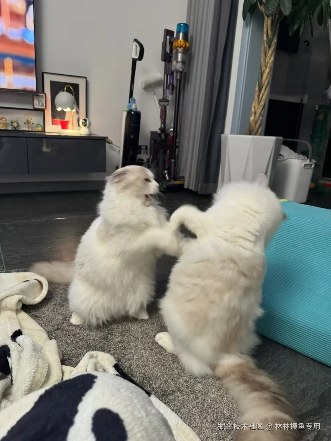 林林摸鱼专用于2024-11-01 14:24发布的图片