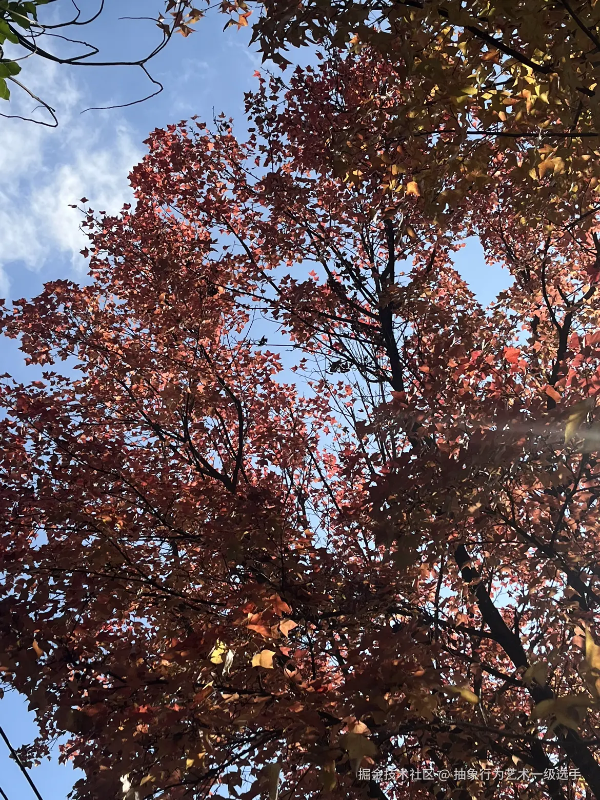 抽象行为艺术一级选手于2025-11-25 11:21发布的图片