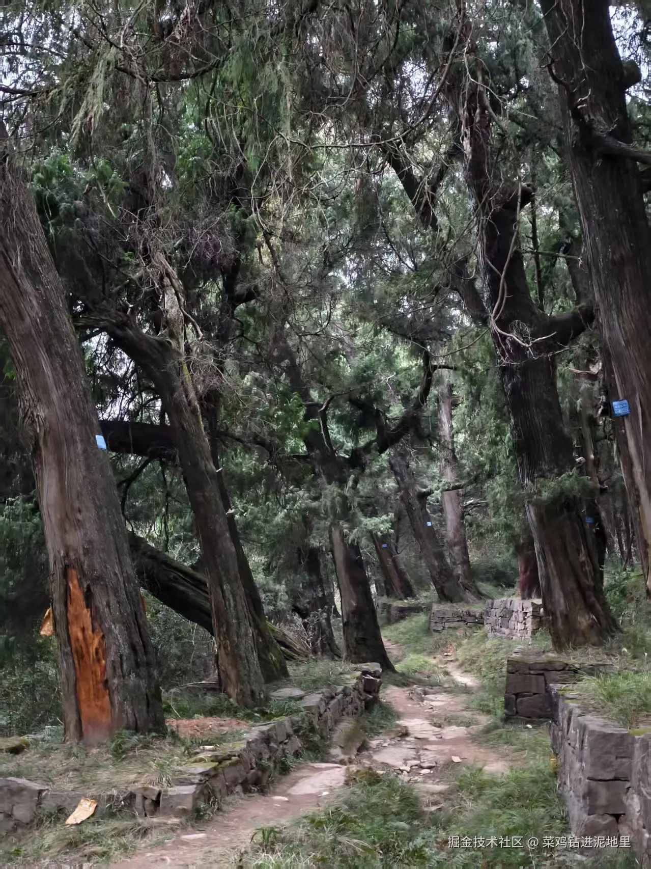 菜鸡钻进泥地里于2026-02-02 09:29发布的图片