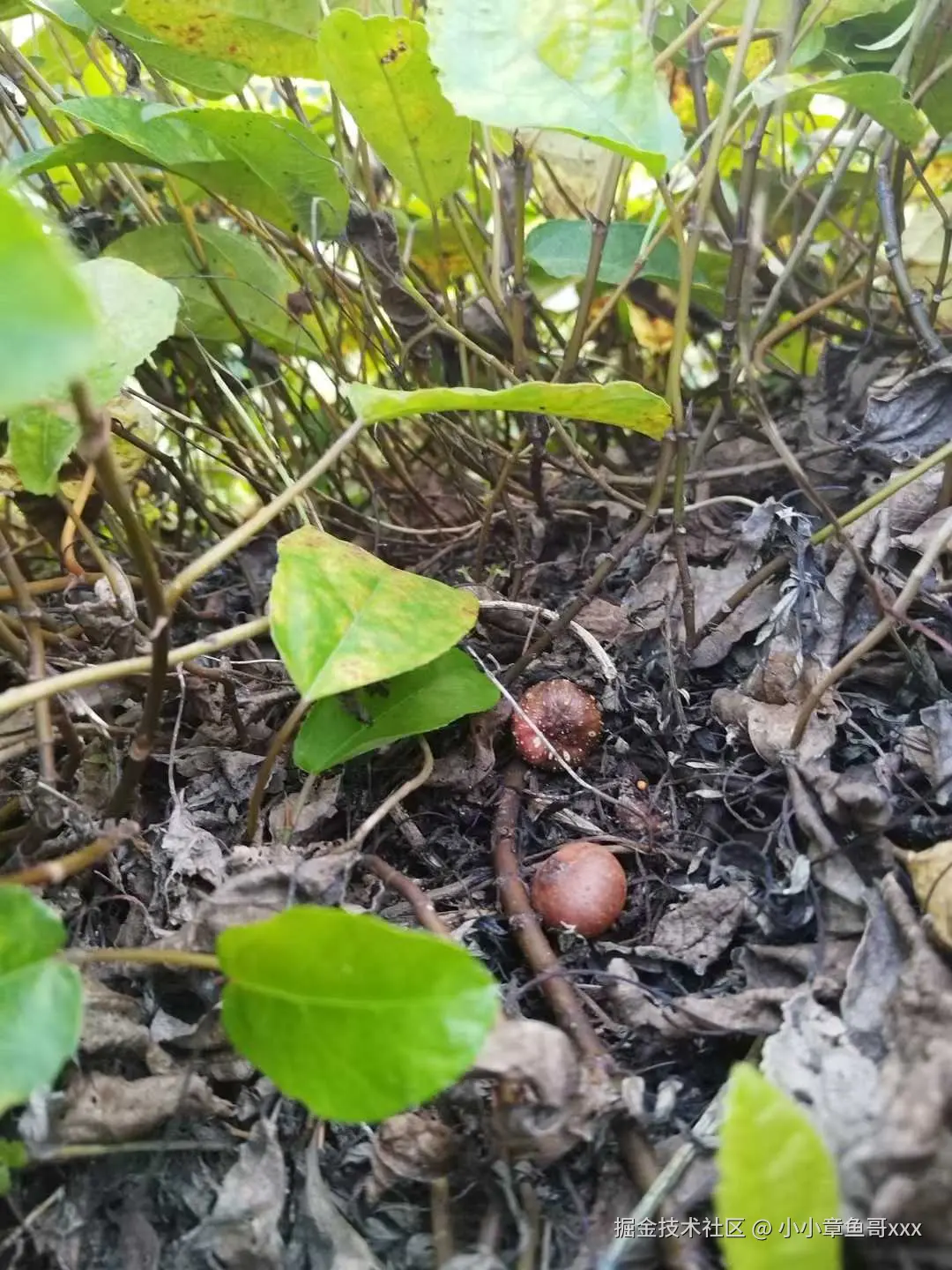 小小章鱼哥xxx于2025-07-15 10:06发布的图片