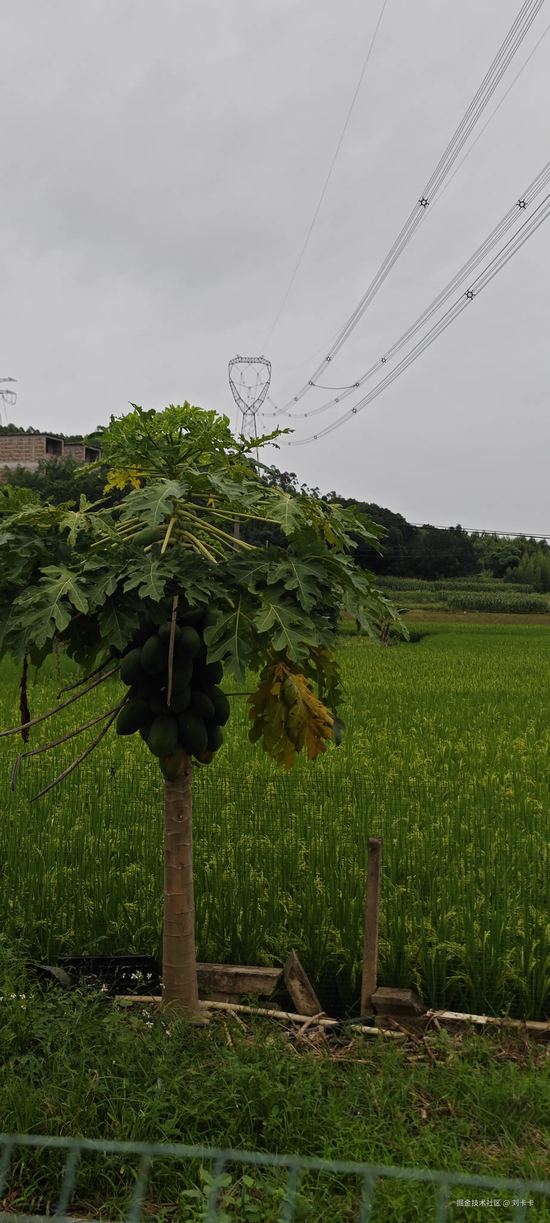 刘卡卡于2026-01-26 15:01发布的图片