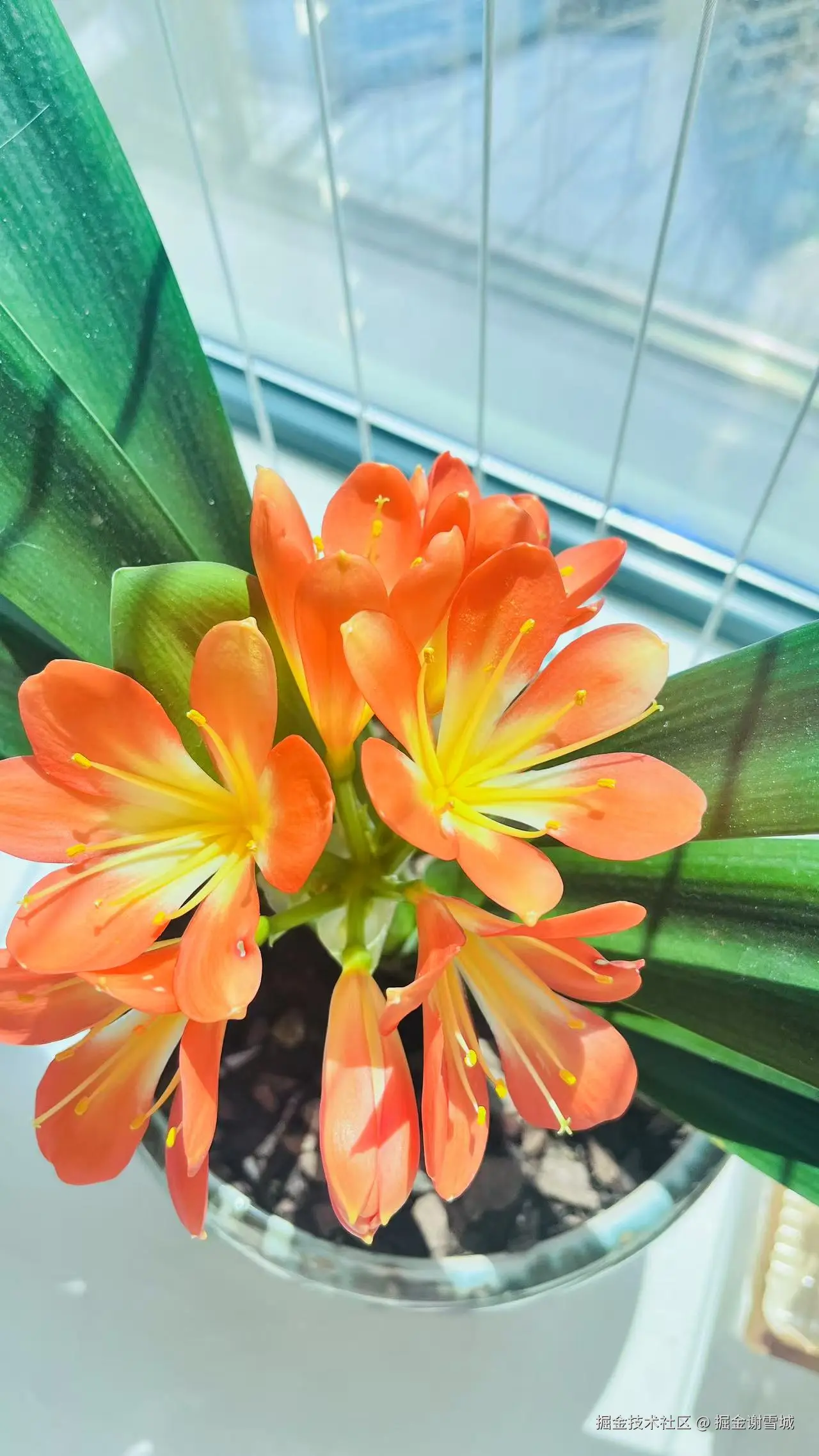 掘金谢雪城于2025-02-26 14:14发布的图片