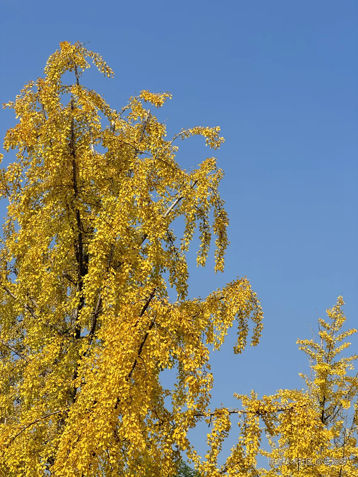 三碗呀于2025-11-27 14:16发布的图片