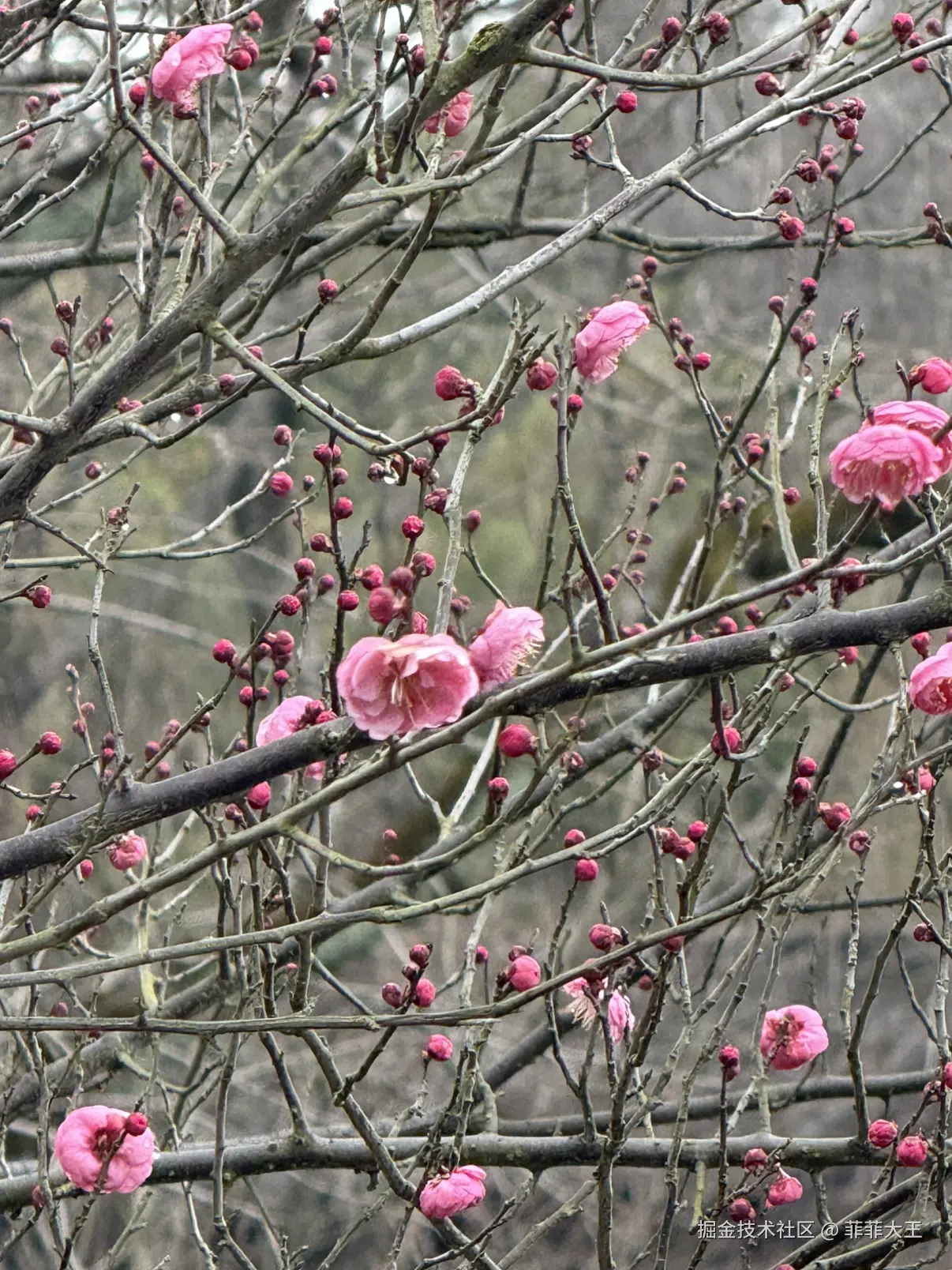 菲菲大王于2026-01-04 10:52发布的图片