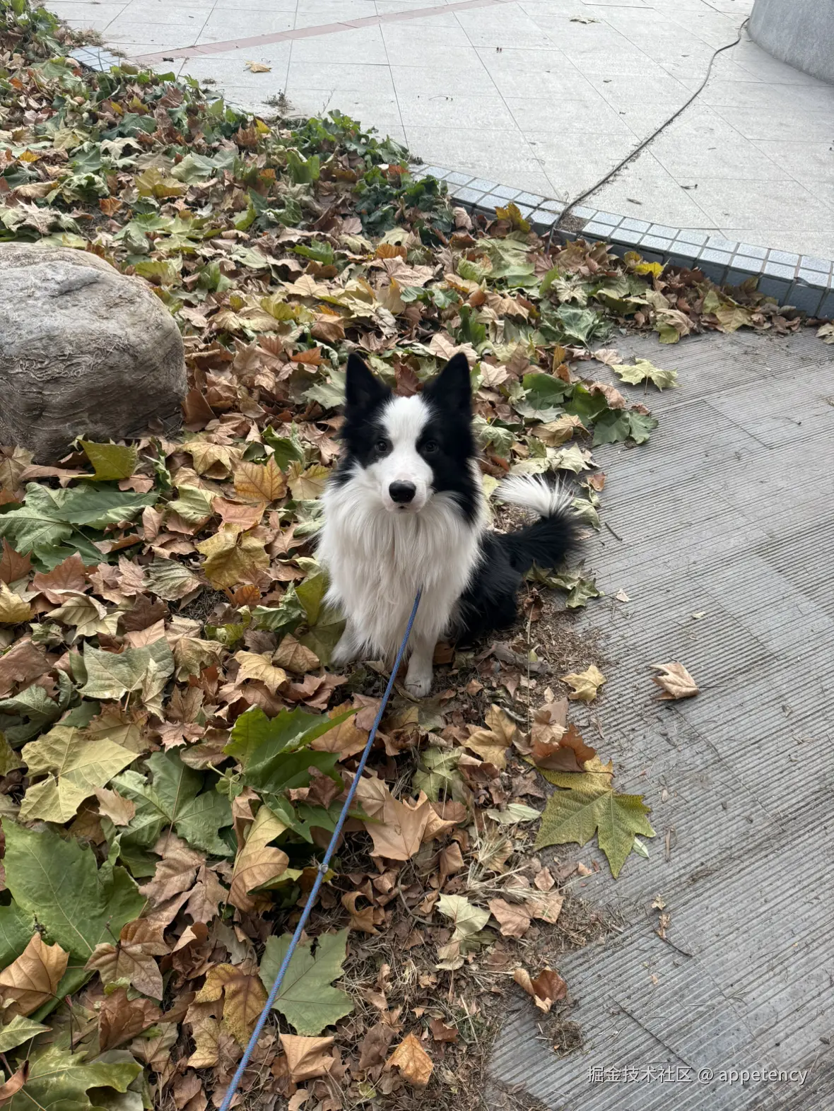 appetency于2024-12-31 16:23发布的图片