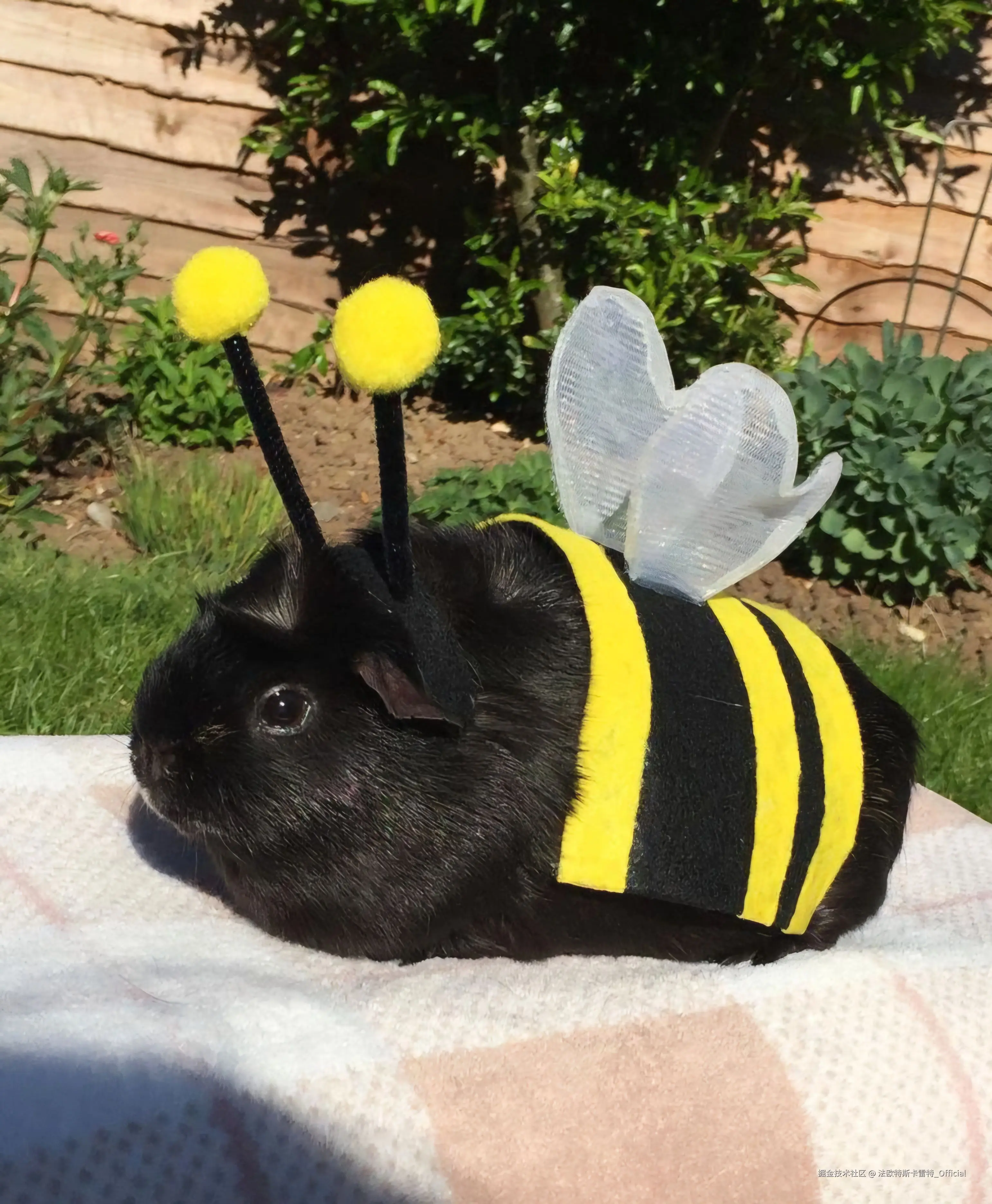 法欧特斯卡雷特_Official于2024-12-05 09:06发布的图片