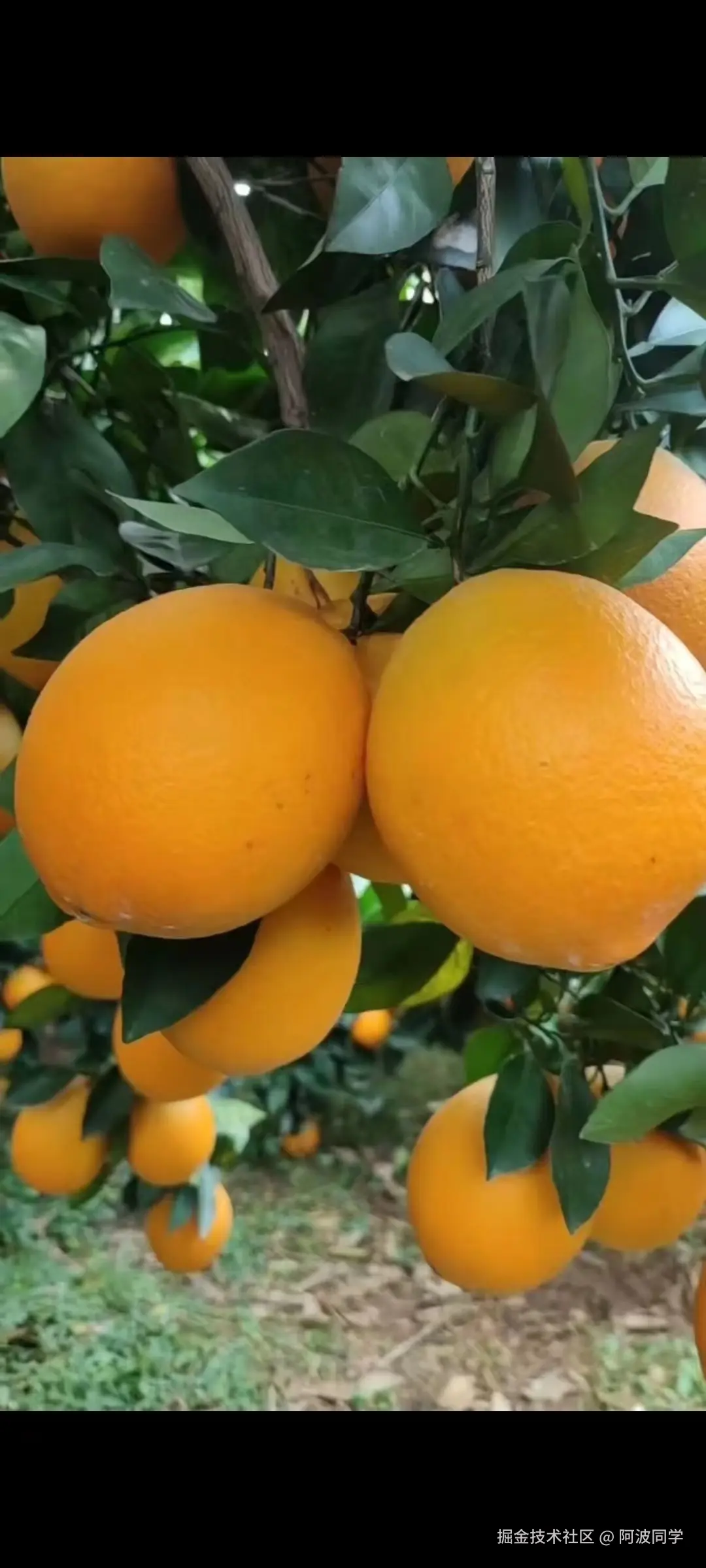 阿波同学于2024-11-18 20:40发布的图片