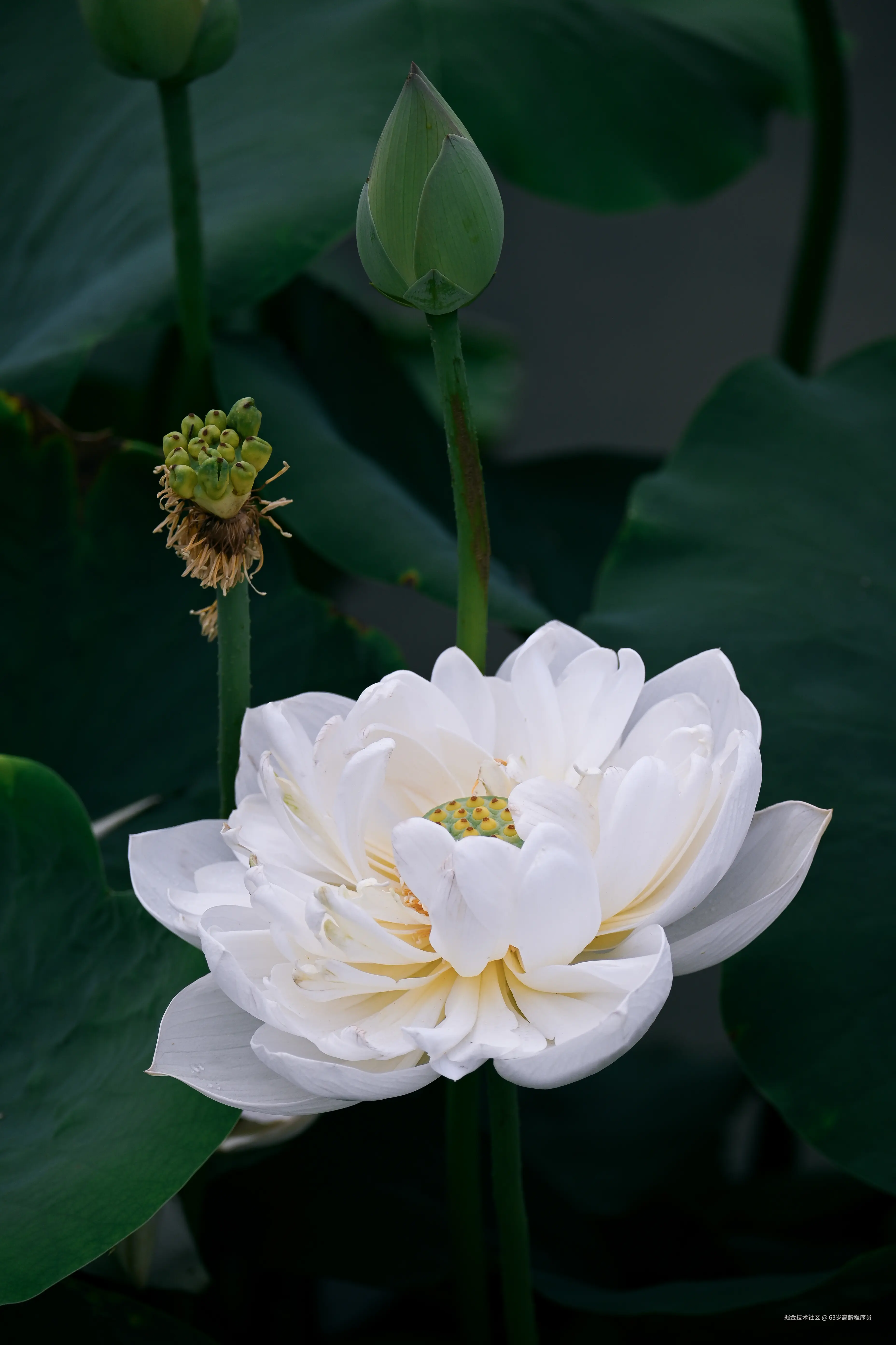 63岁高龄程序员于2025-06-30 16:37发布的图片