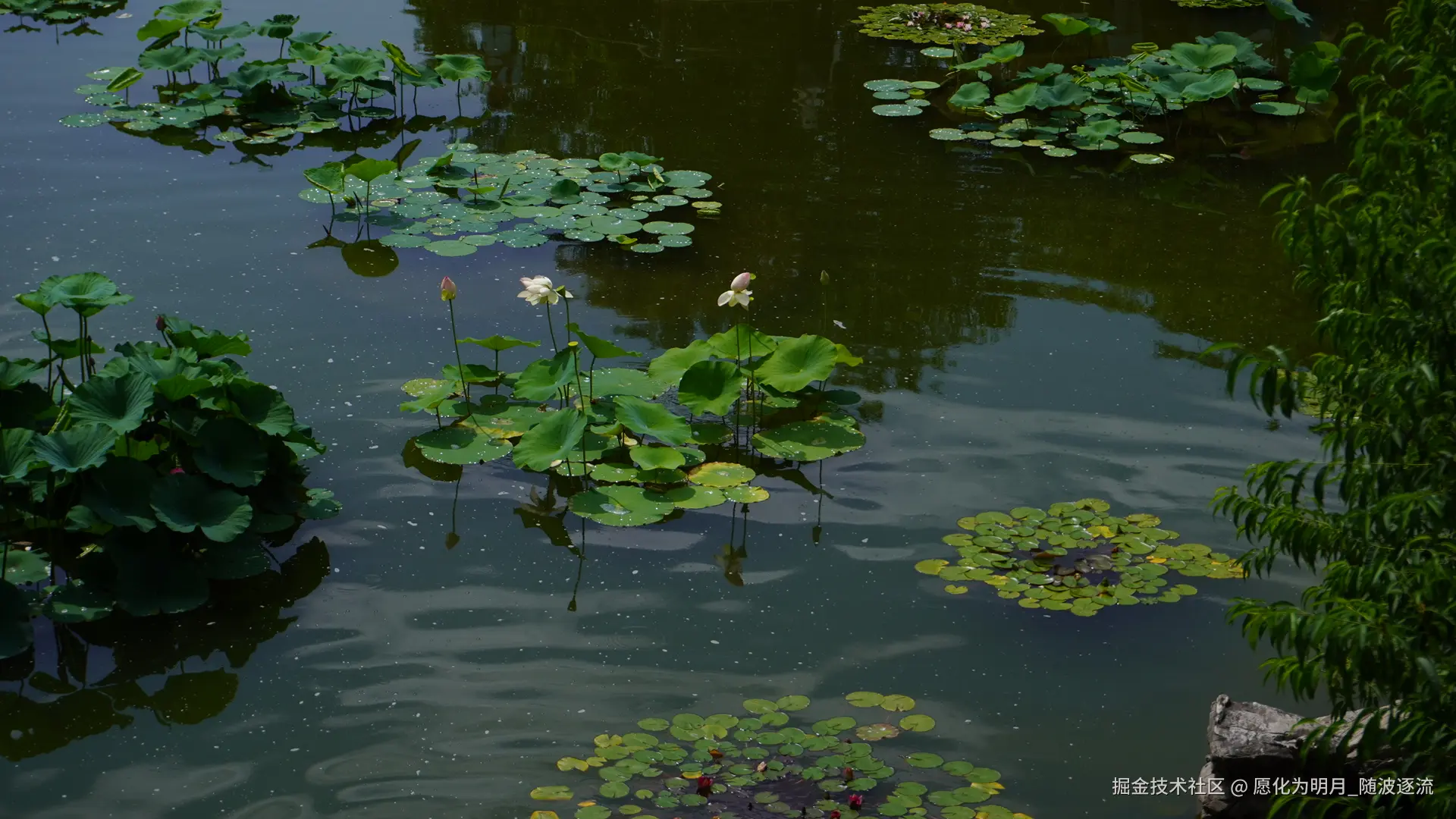 愿化为明月_随波逐流于2025-07-01 09:23发布的图片