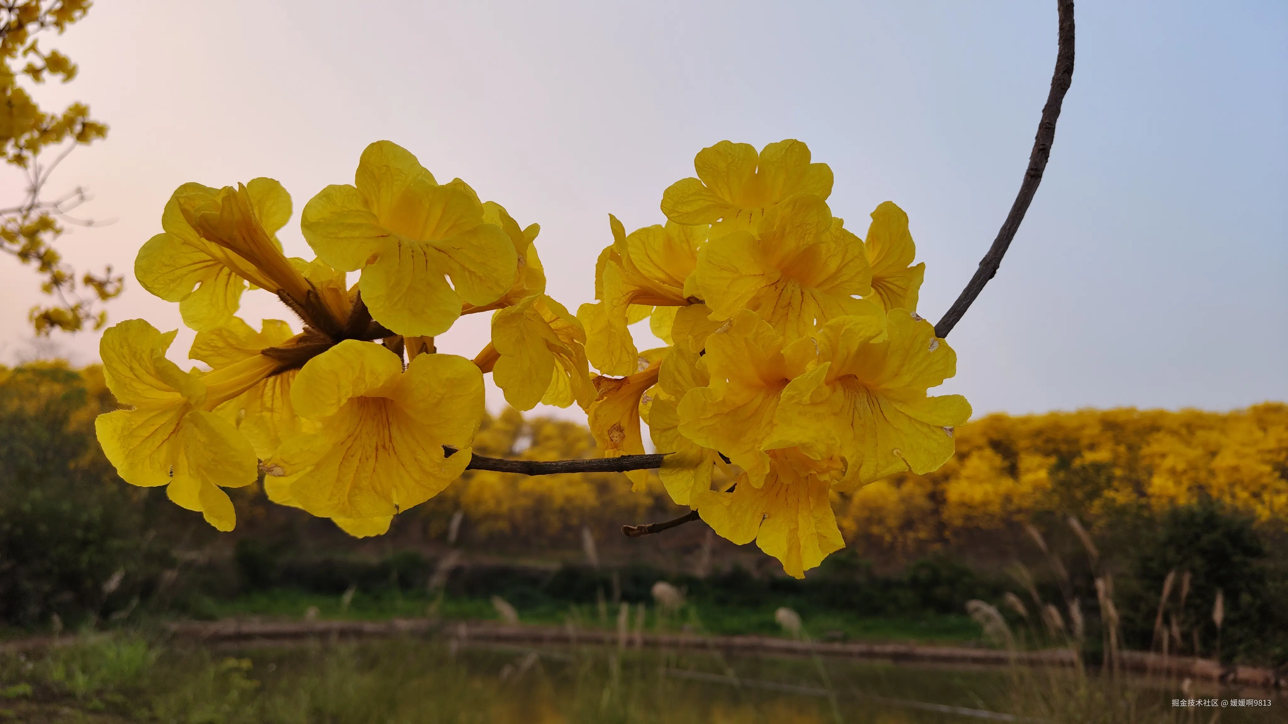 媛媛啊9813于2025-03-21 07:07发布的图片