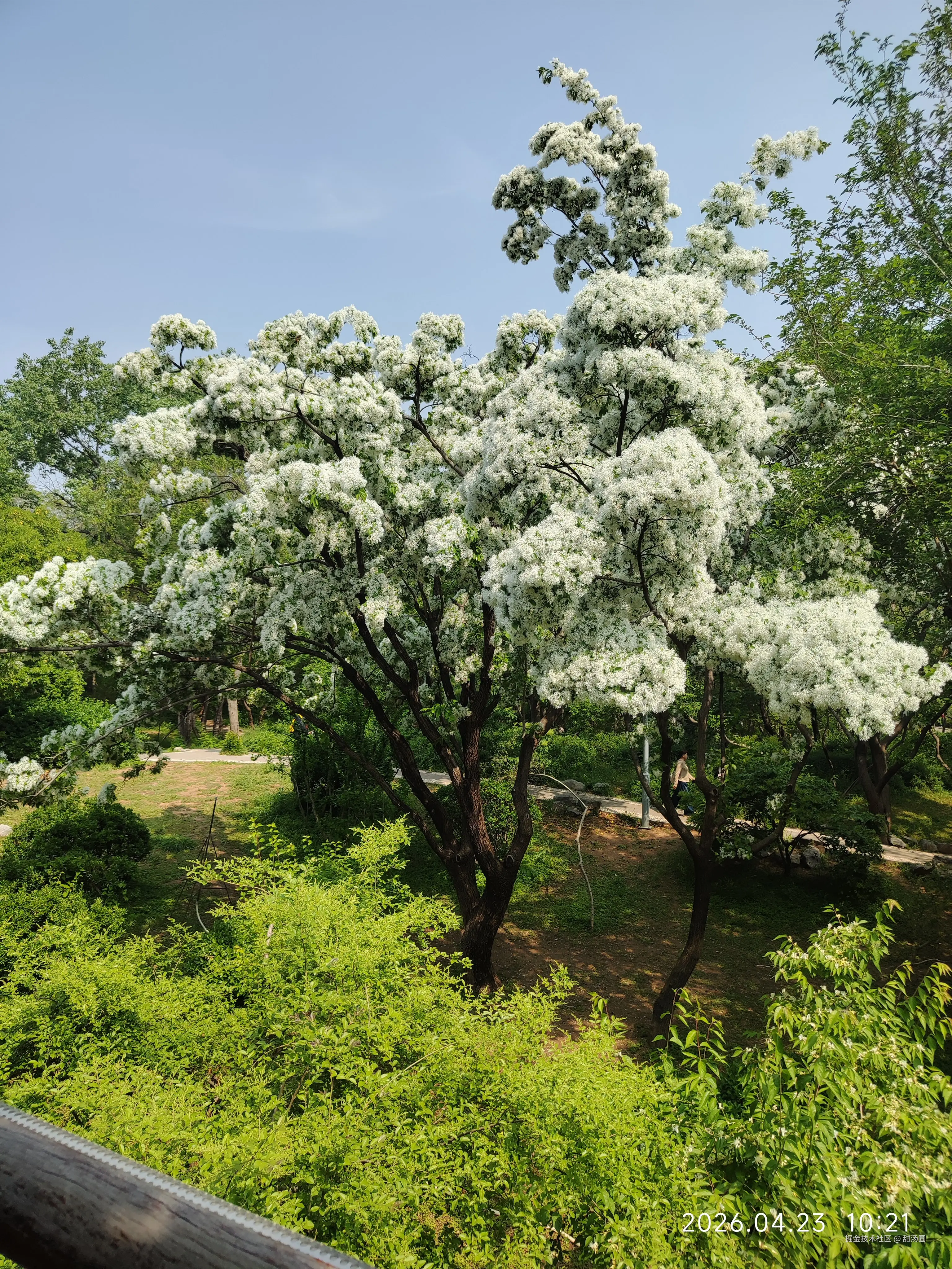 甜汤圆于2026-04-23 10:39发布的图片