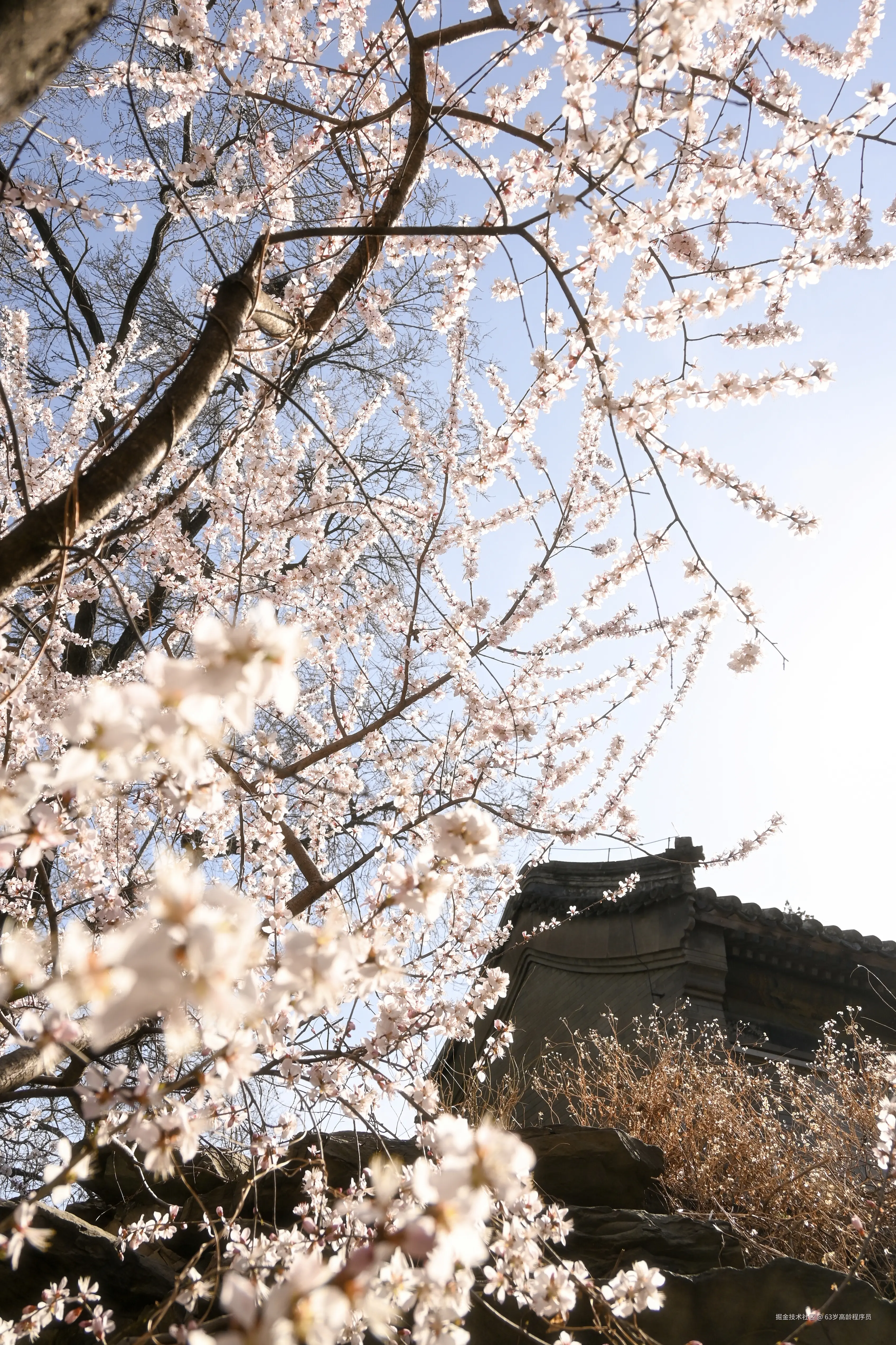 63岁高龄程序员于2026-03-23 16:32发布的图片