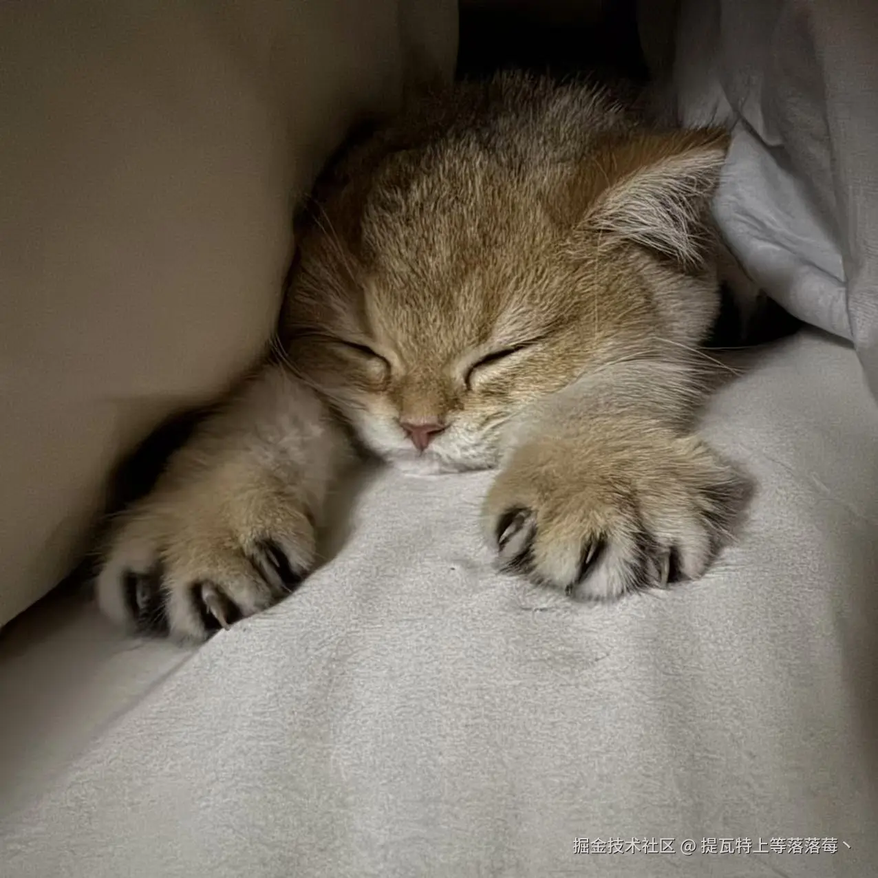 提瓦特上等落落莓丶于2024-11-04 08:47发布的图片