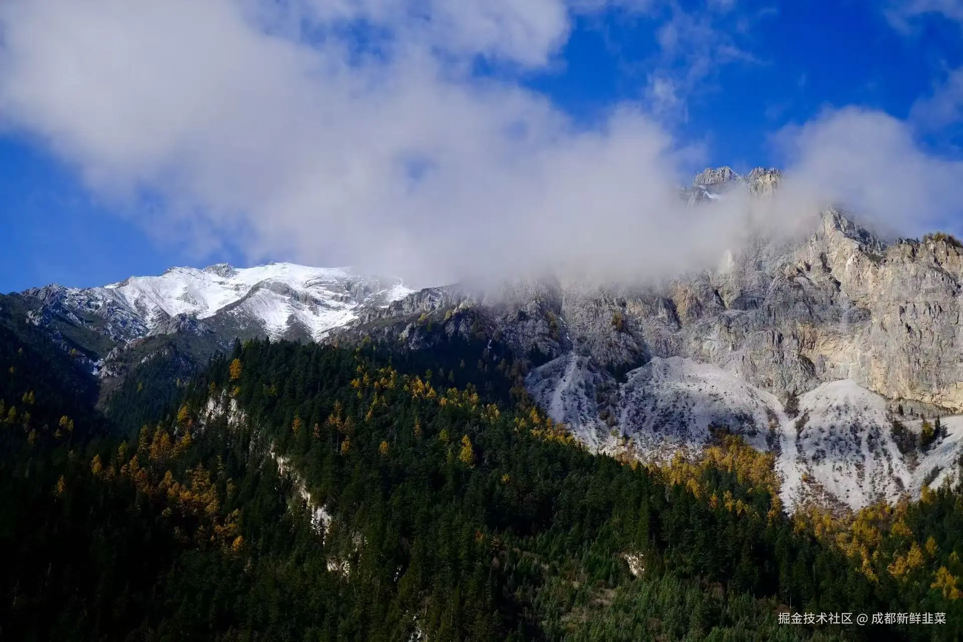 成都新鲜韭菜于2025-11-03 02:42发布的图片