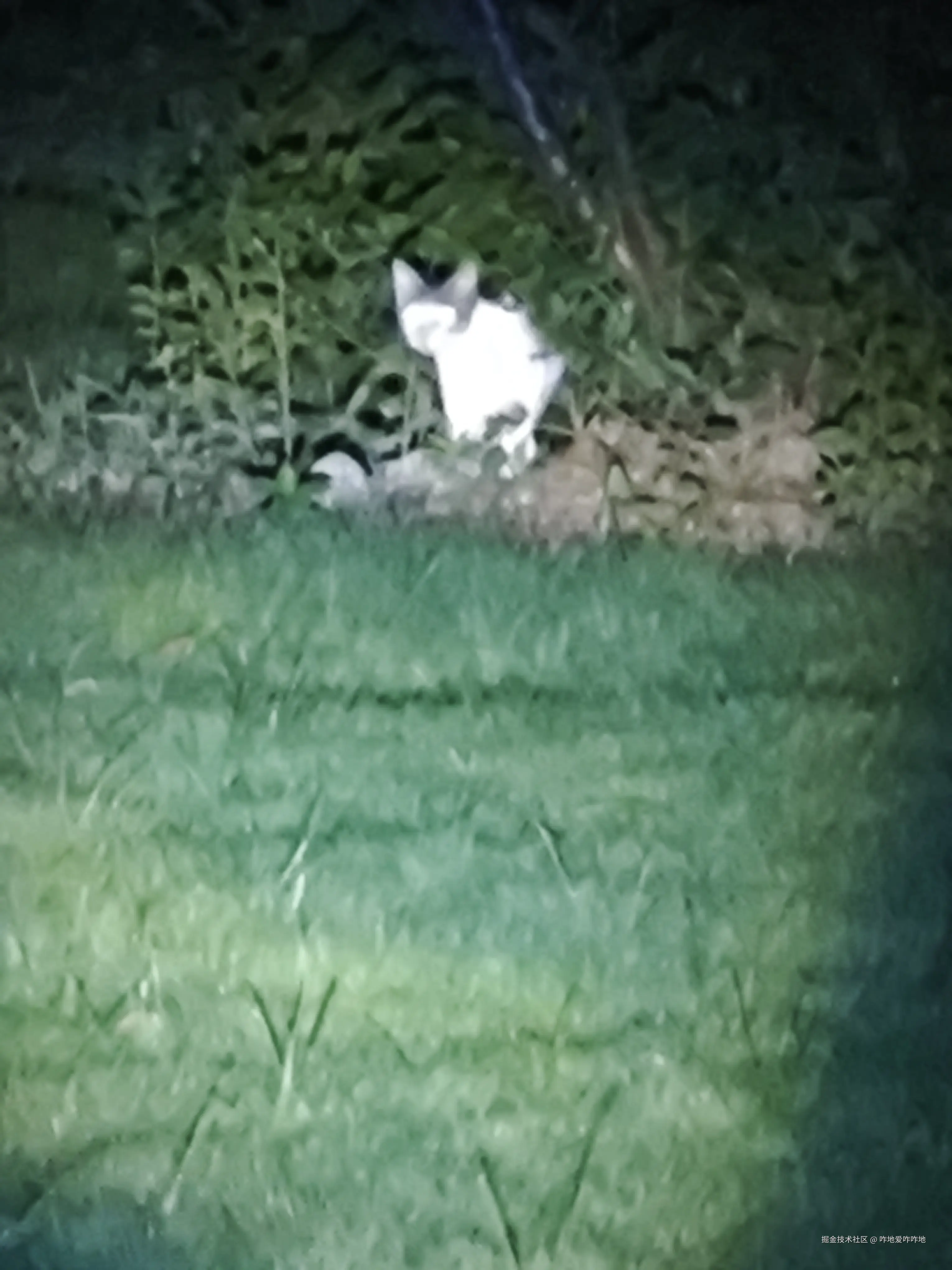 咋地爱咋咋地于2024-07-17 09:33发布的图片