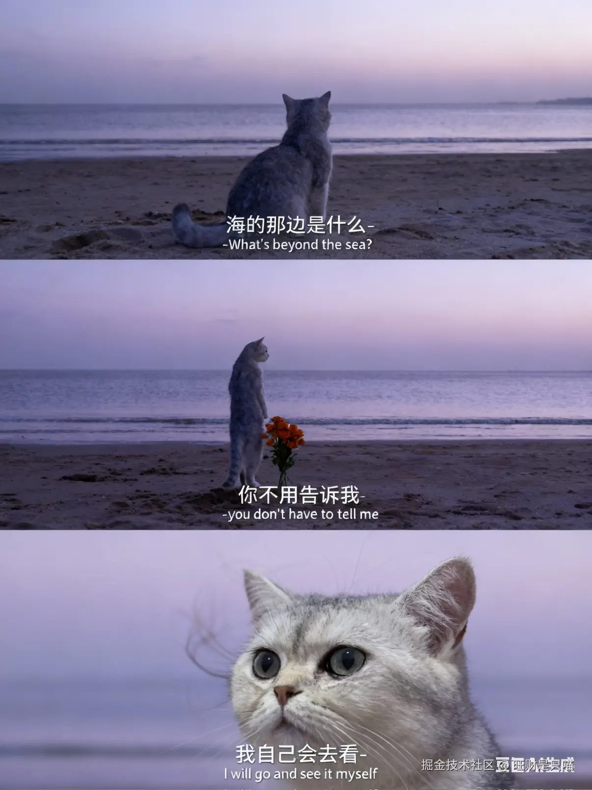 旺财是只喵于2025-10-21 17:24发布的图片