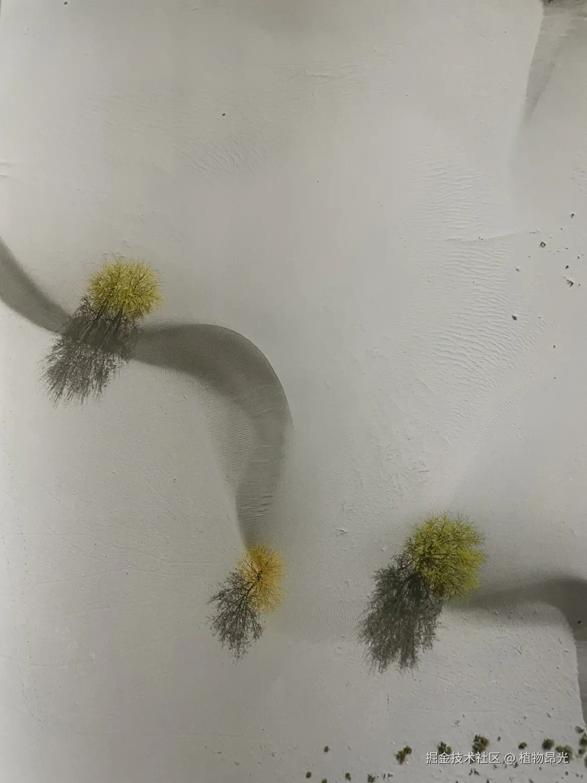 植物昂光于2026-04-29 21:31发布的图片