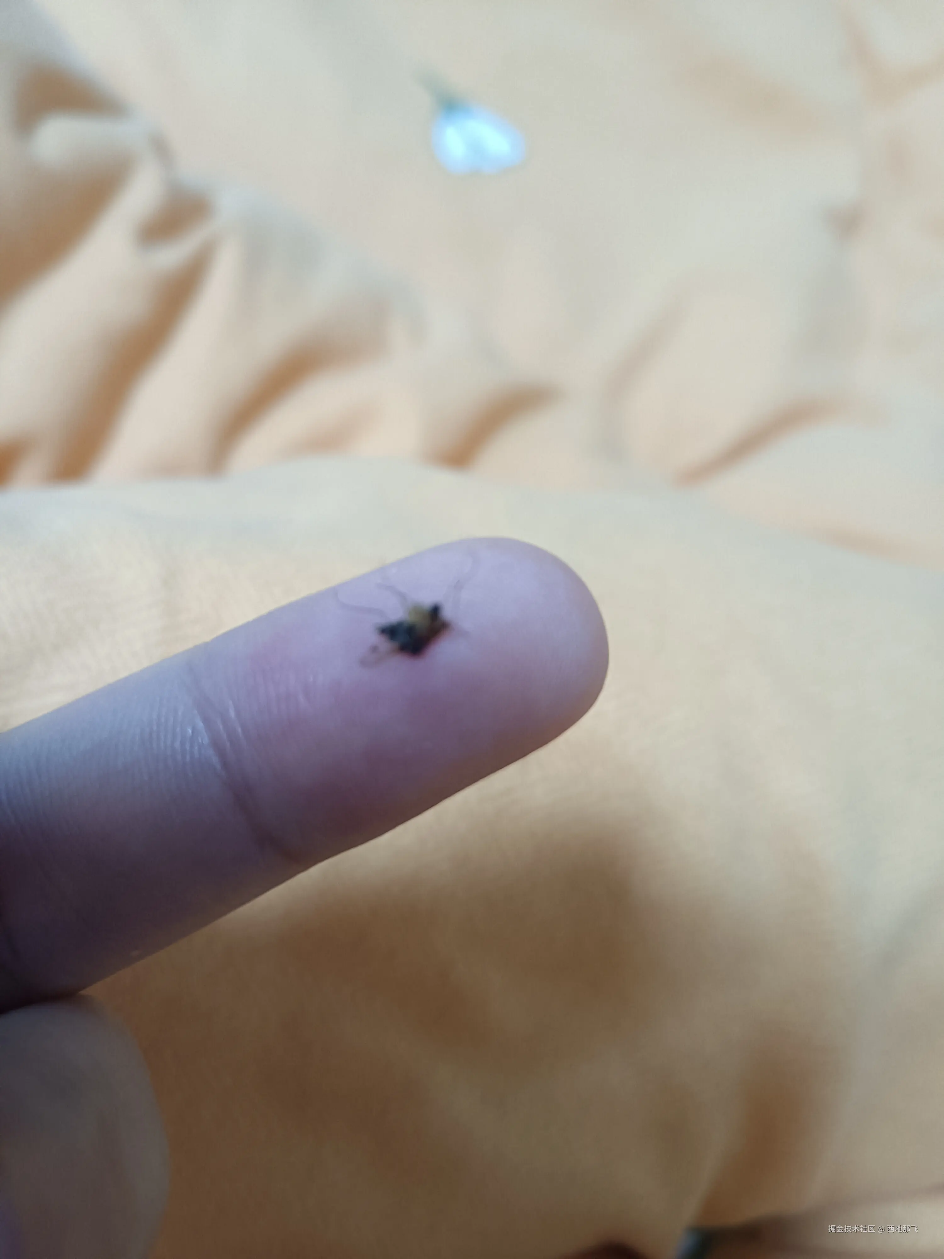 西地那飞于2024-11-13 07:54发布的图片