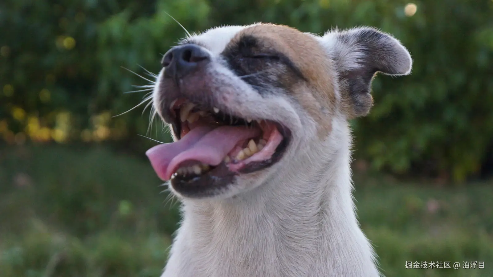 除了代码还有生活与闲聊