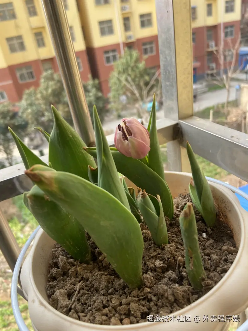 外卖程序媛于2026-03-25 09:30发布的图片